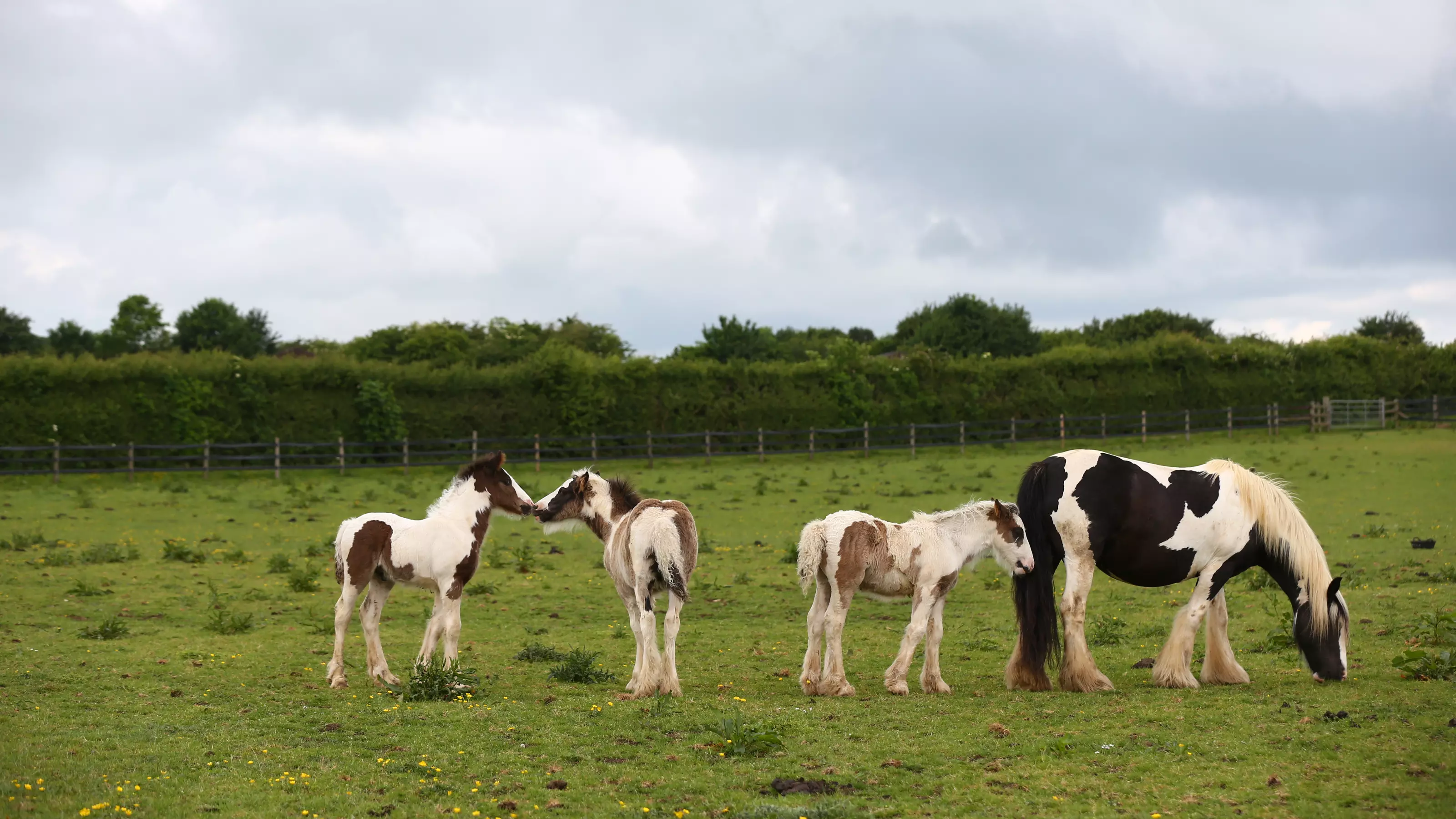 A pony grazes in the field with three foals.