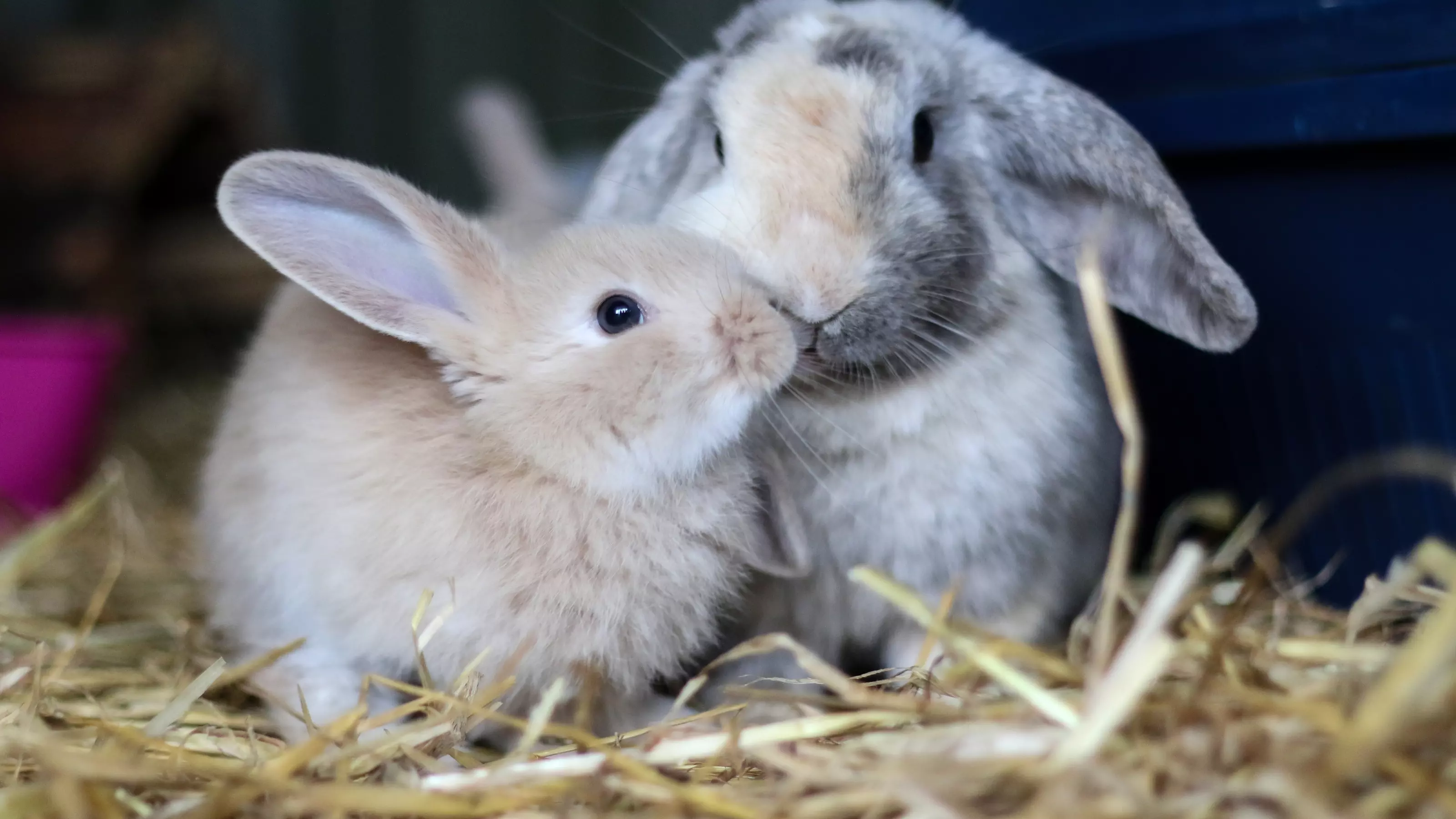 A pair of rabbits sitting side by side in their hay.