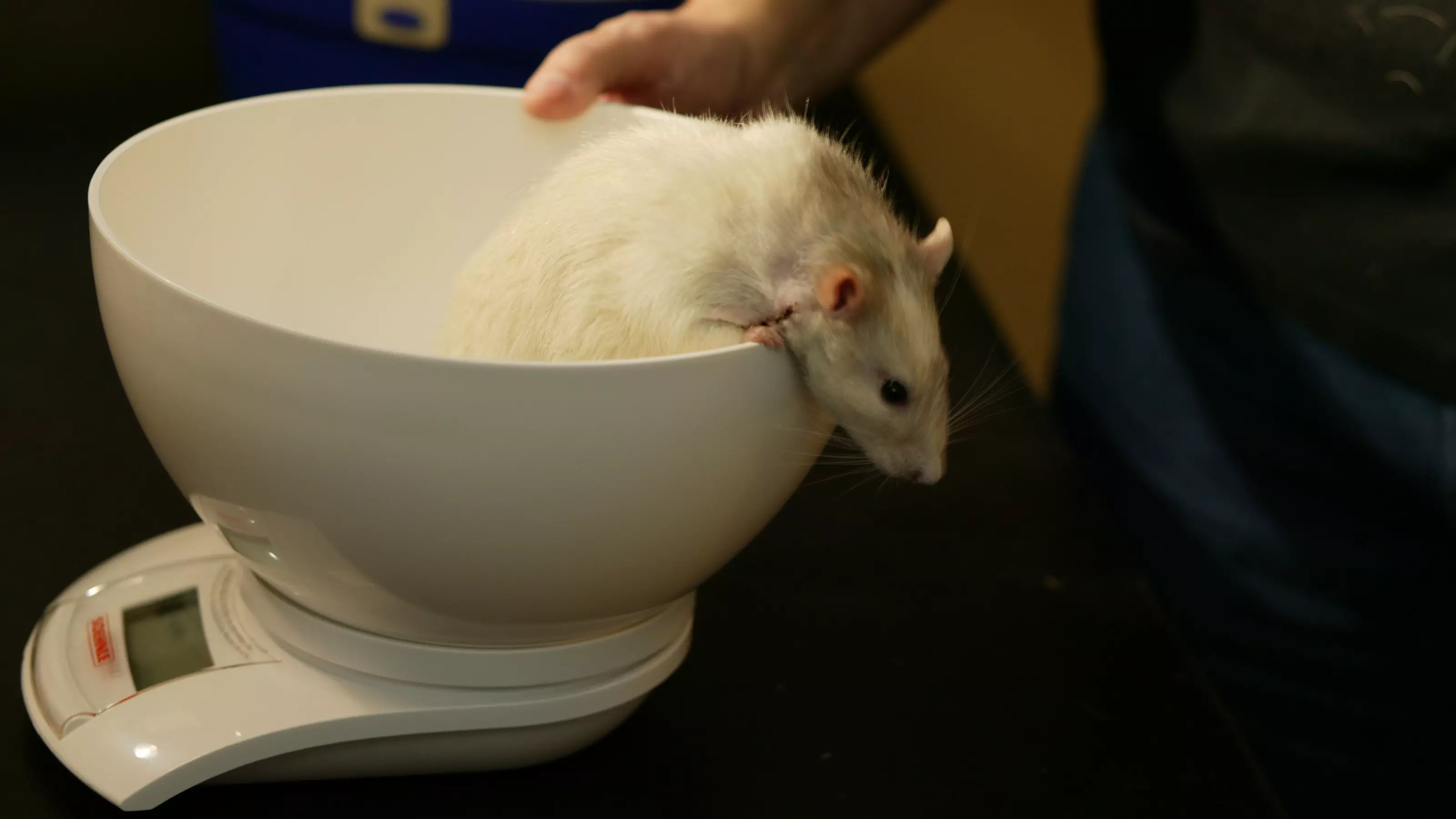A white and grey rat being weighed by a vet.