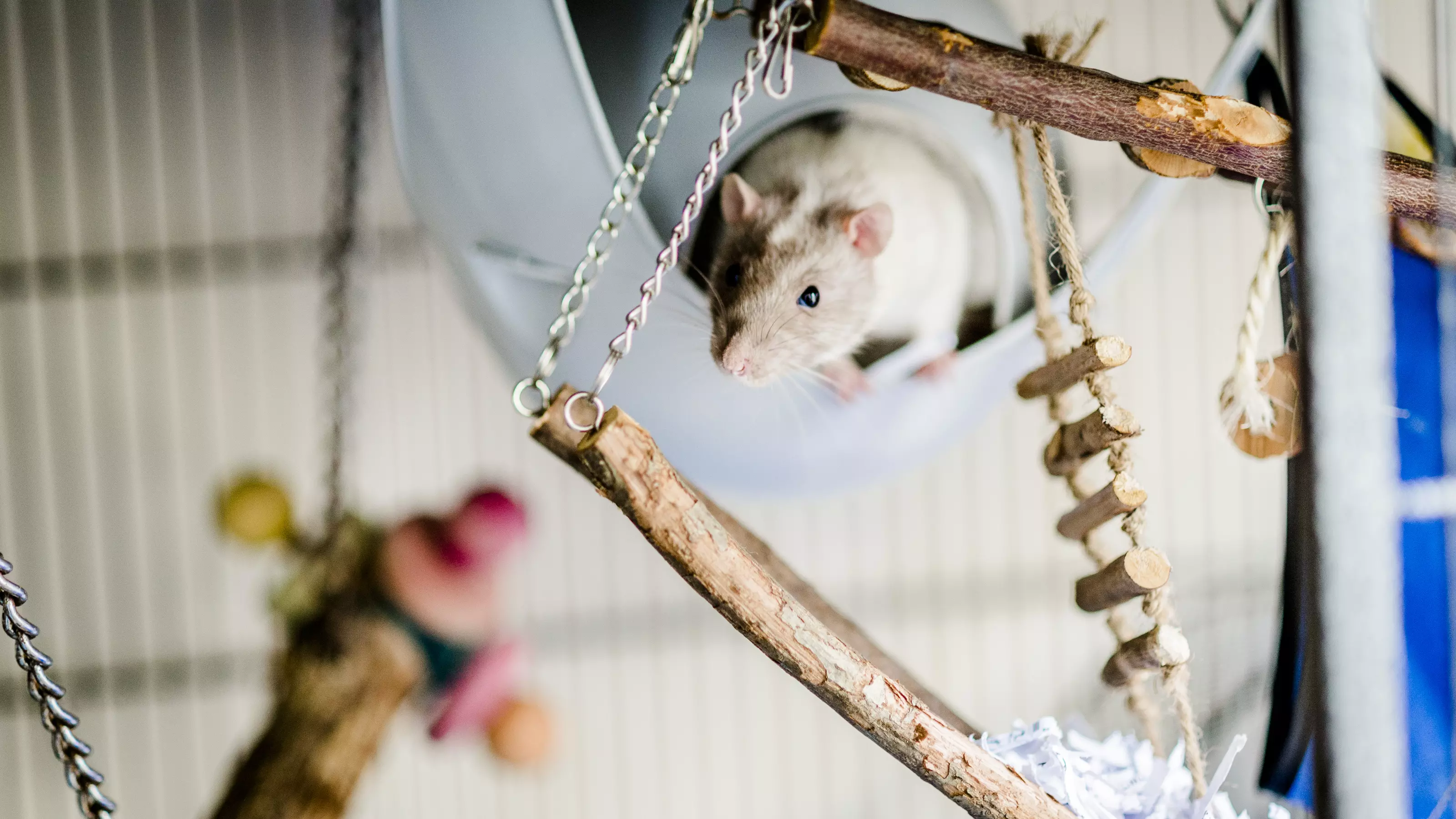 A rat looks out of their hideaway, surrounded by wooden enrichment.