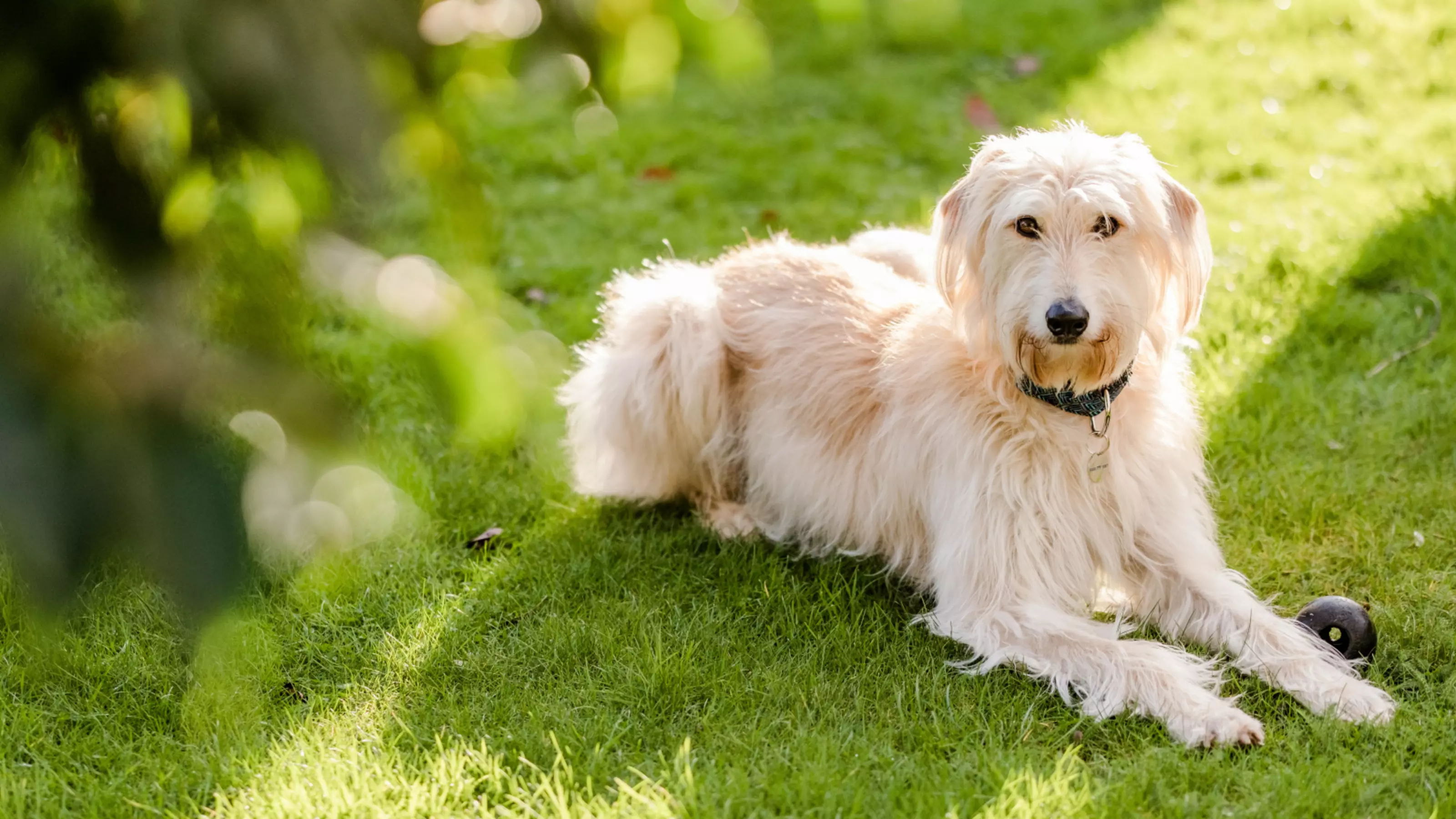 A blonde lurcher lies down on grass under dappled sunlight