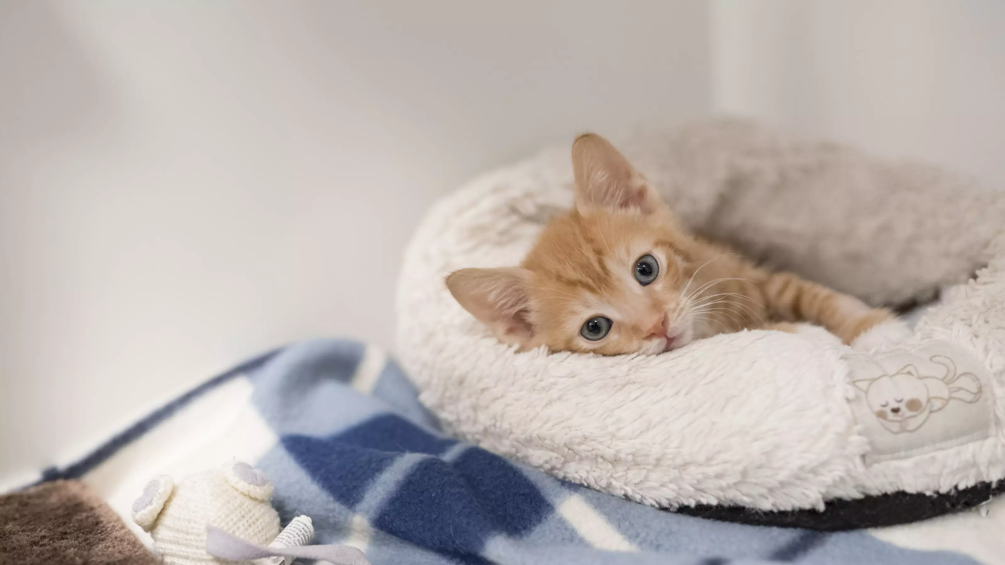 Ginger kitten lying in a cat bed with a white cat toy