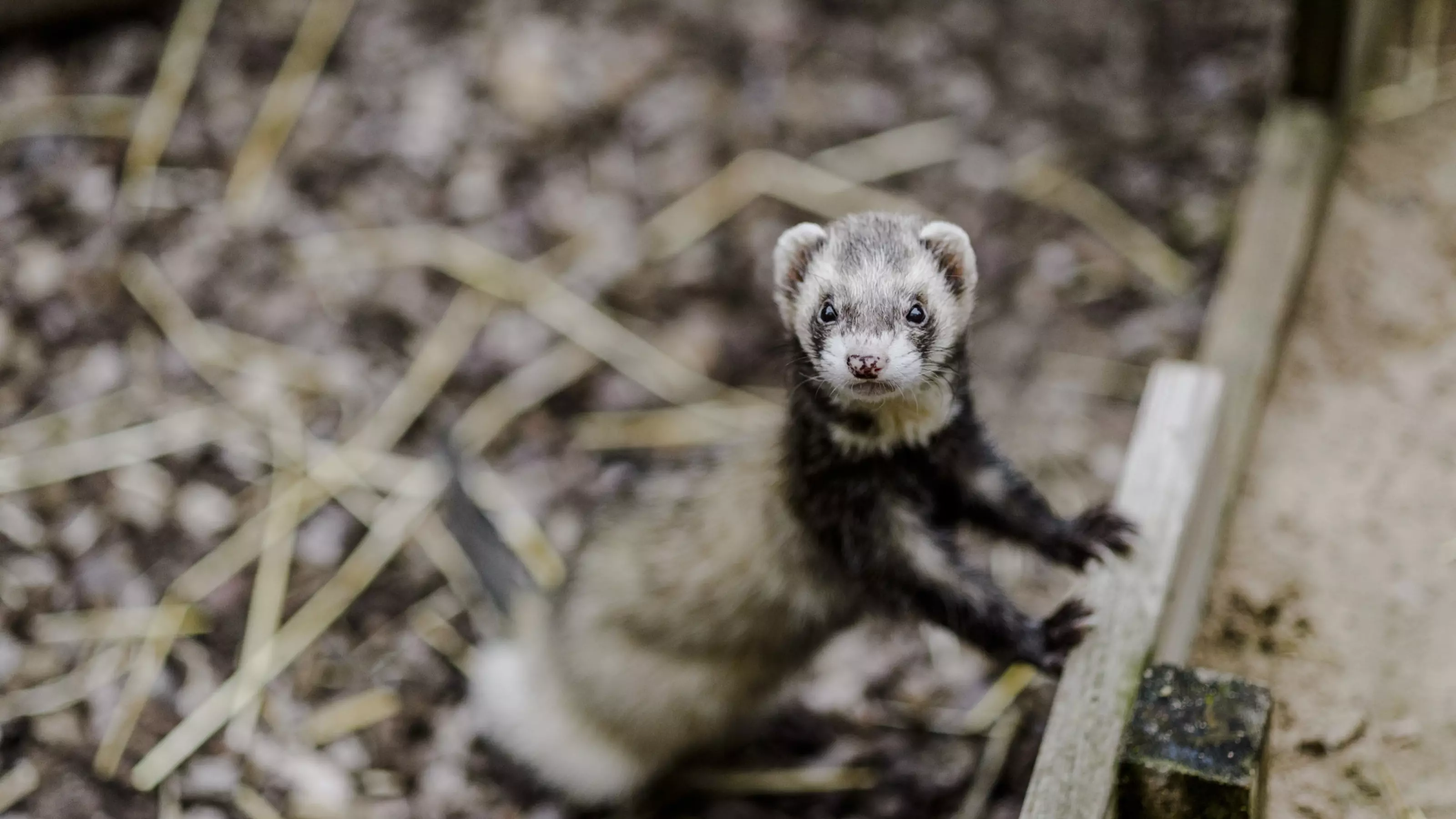 A chocolate ferret peering out of their accommodation.