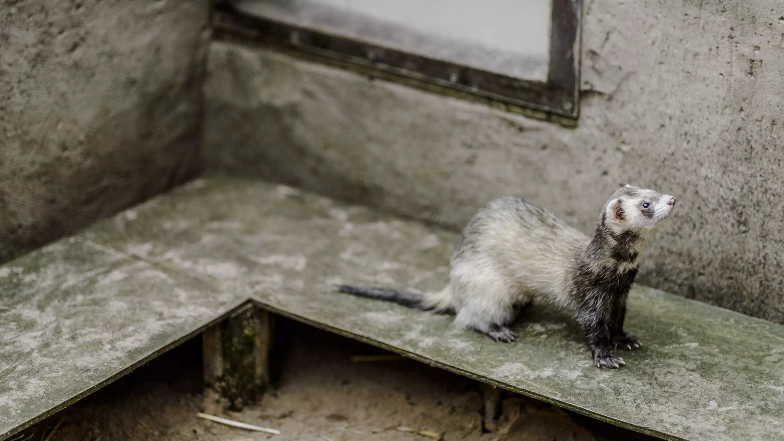 A chocolate ferret explores their accommodation.
