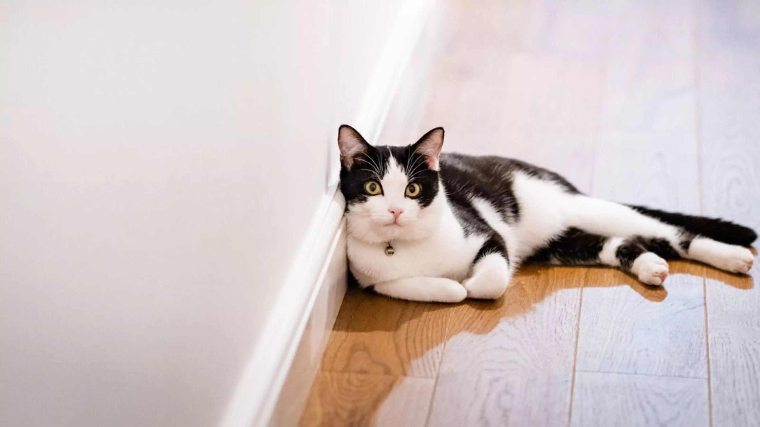 Black and white cat Pickle enjoys lounging in her new home.