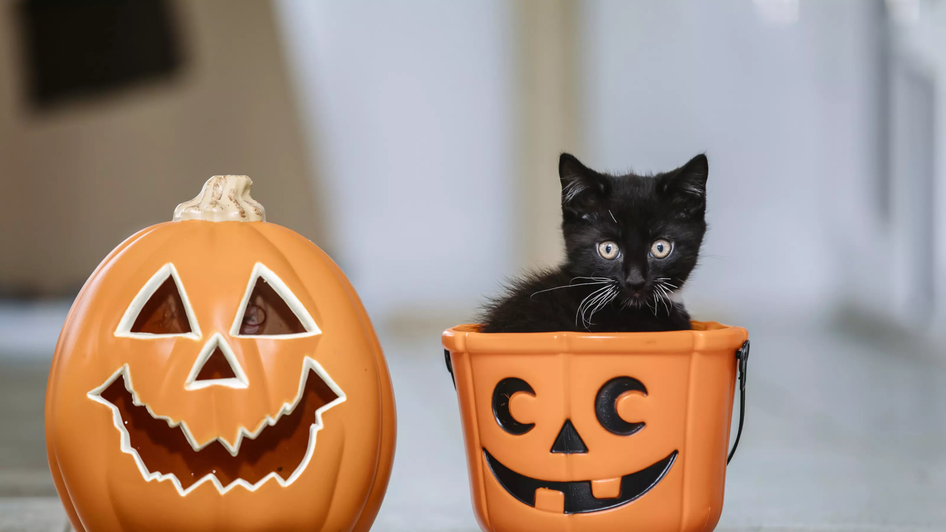 How to Keep Your Cat Safe During Halloween Blue Cross