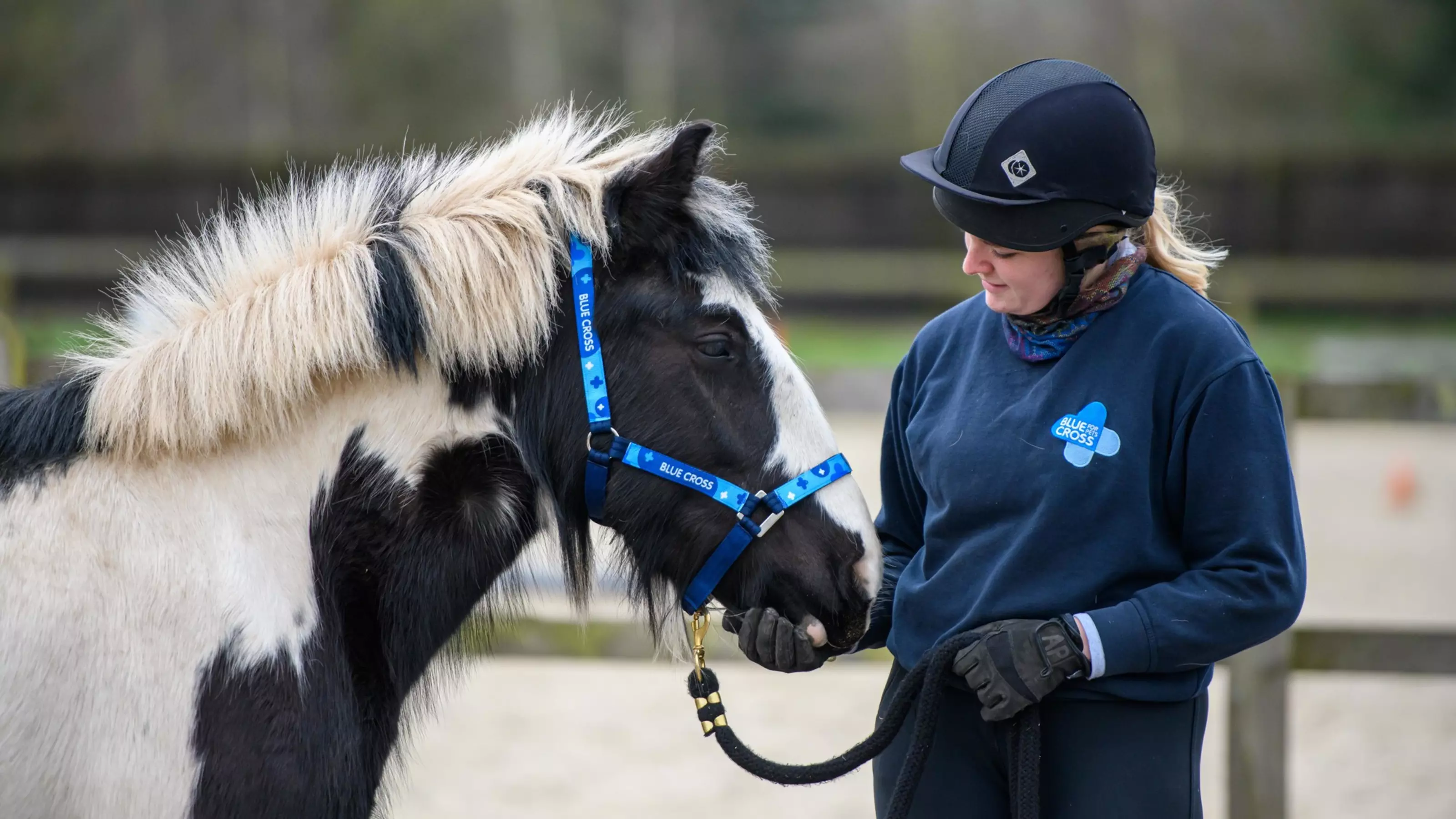 Black and white horse called Heather, standing in a yard with her keeper