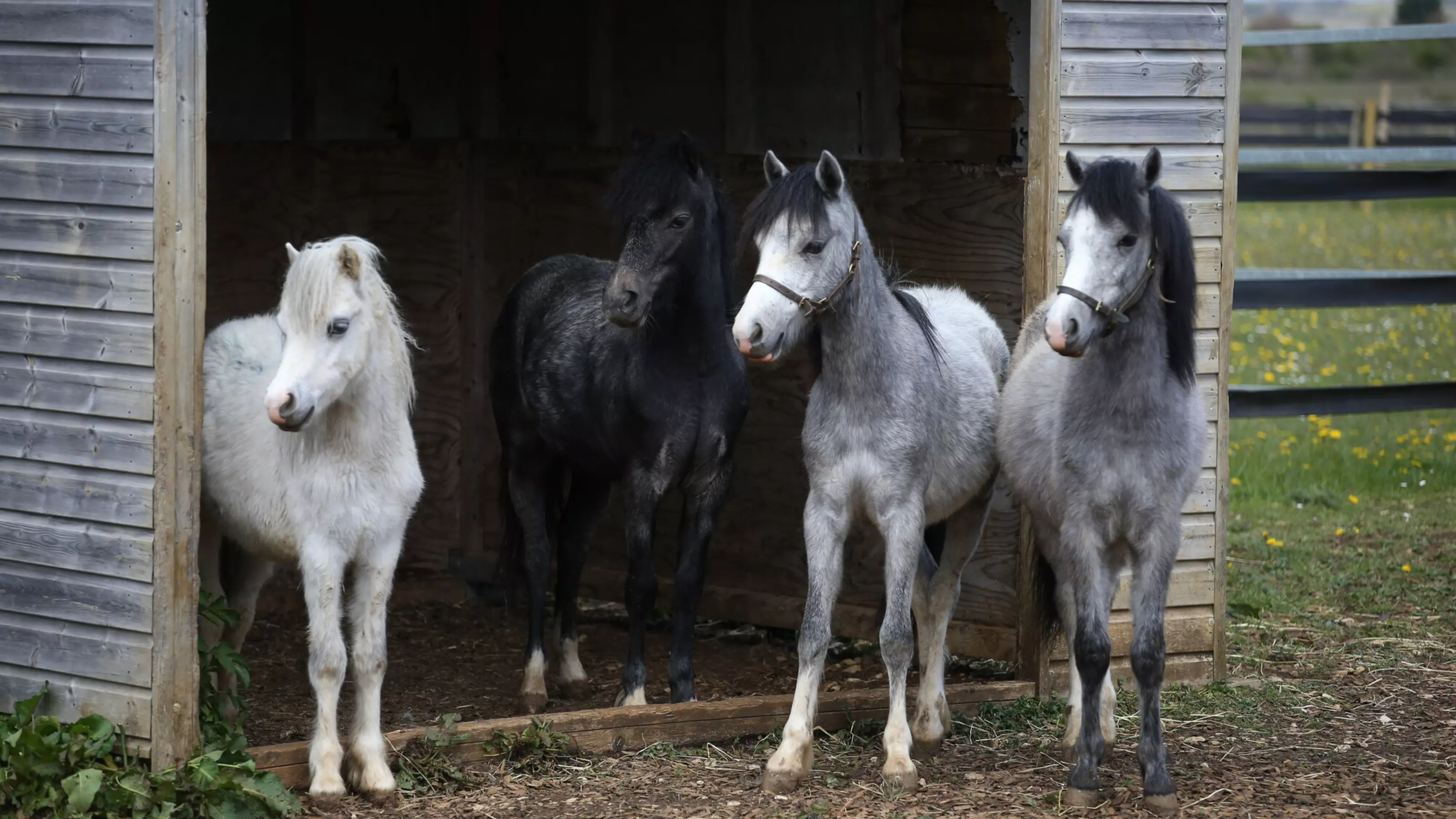 Four horses, white, black and grey, standing under a wooden shelter in a field