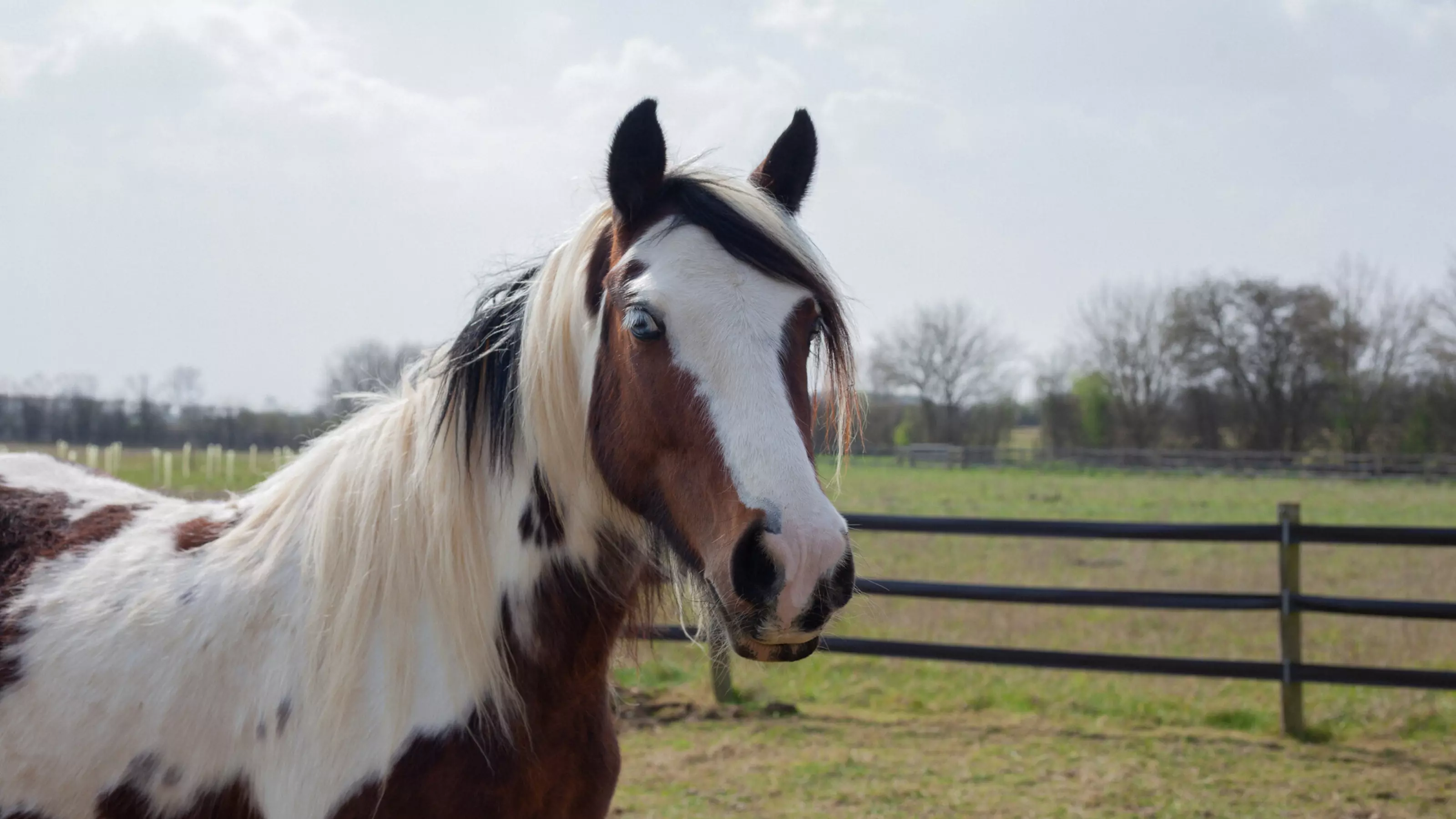Brown and white horse with ears pricked up, standing in a field at Burford