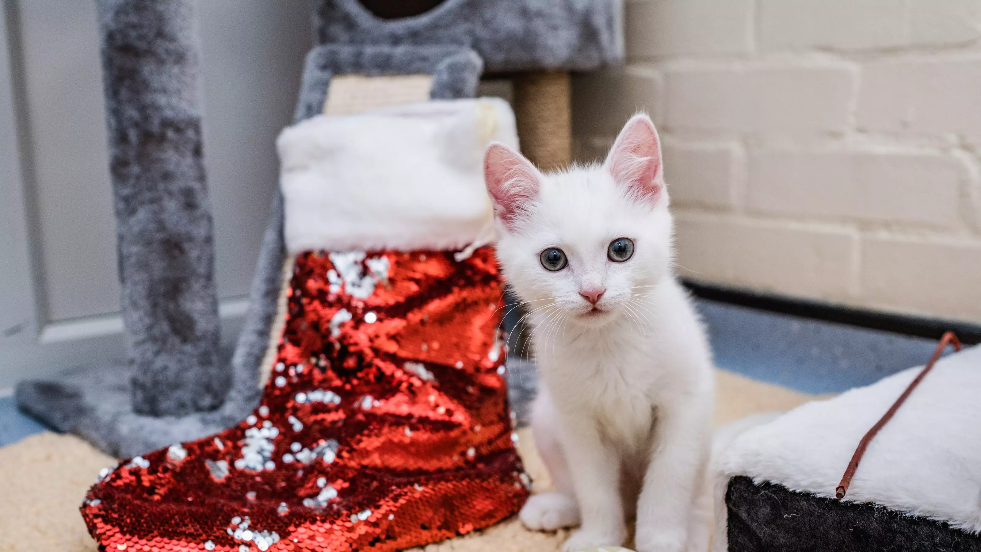 A white kitten stares into the camera as it sits upright next to a red, sequinned Christmas stocking
