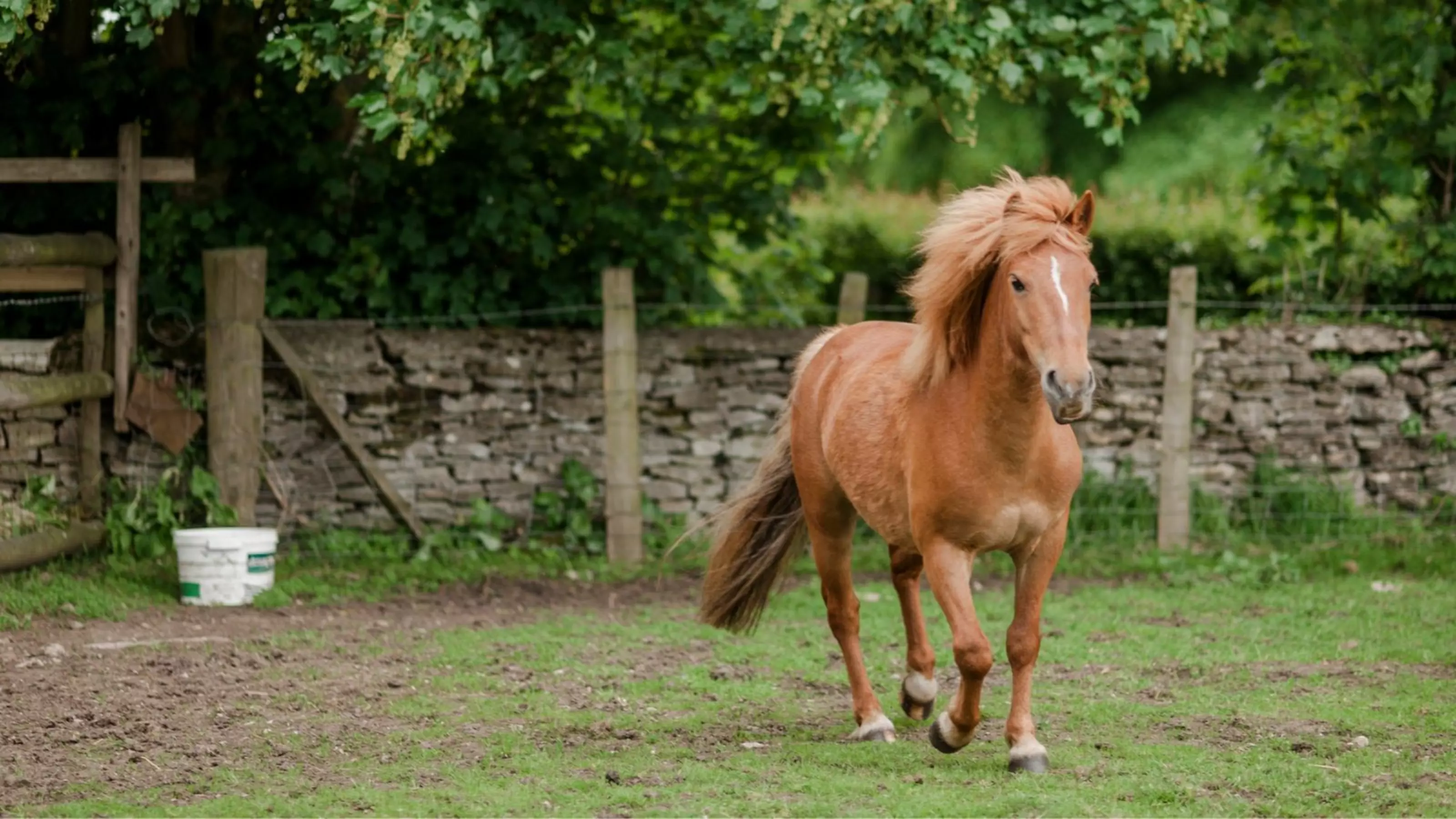 A chestnut pony enjoys exercise in their field.