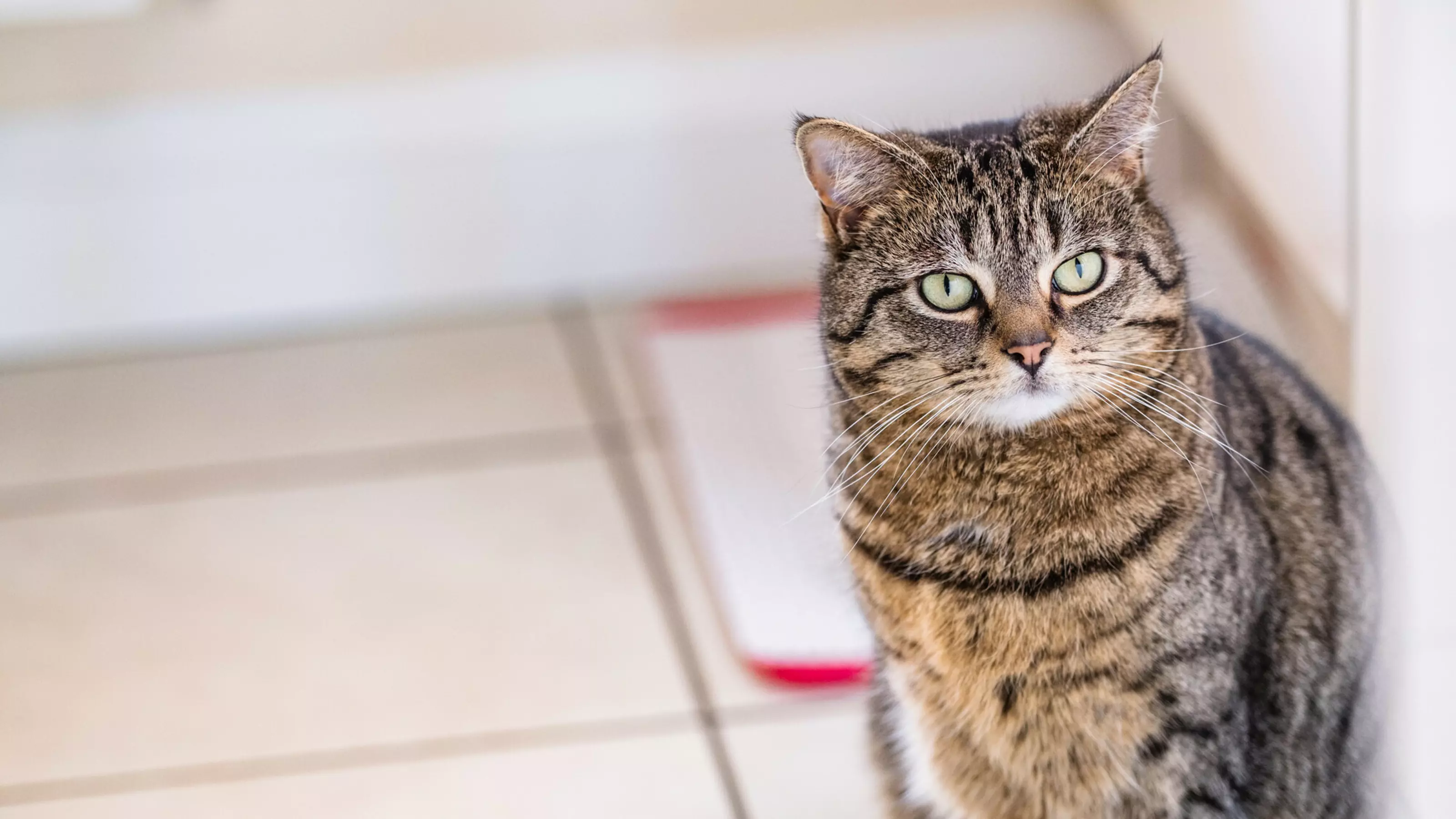 A tabby cat sits in the kitchen.