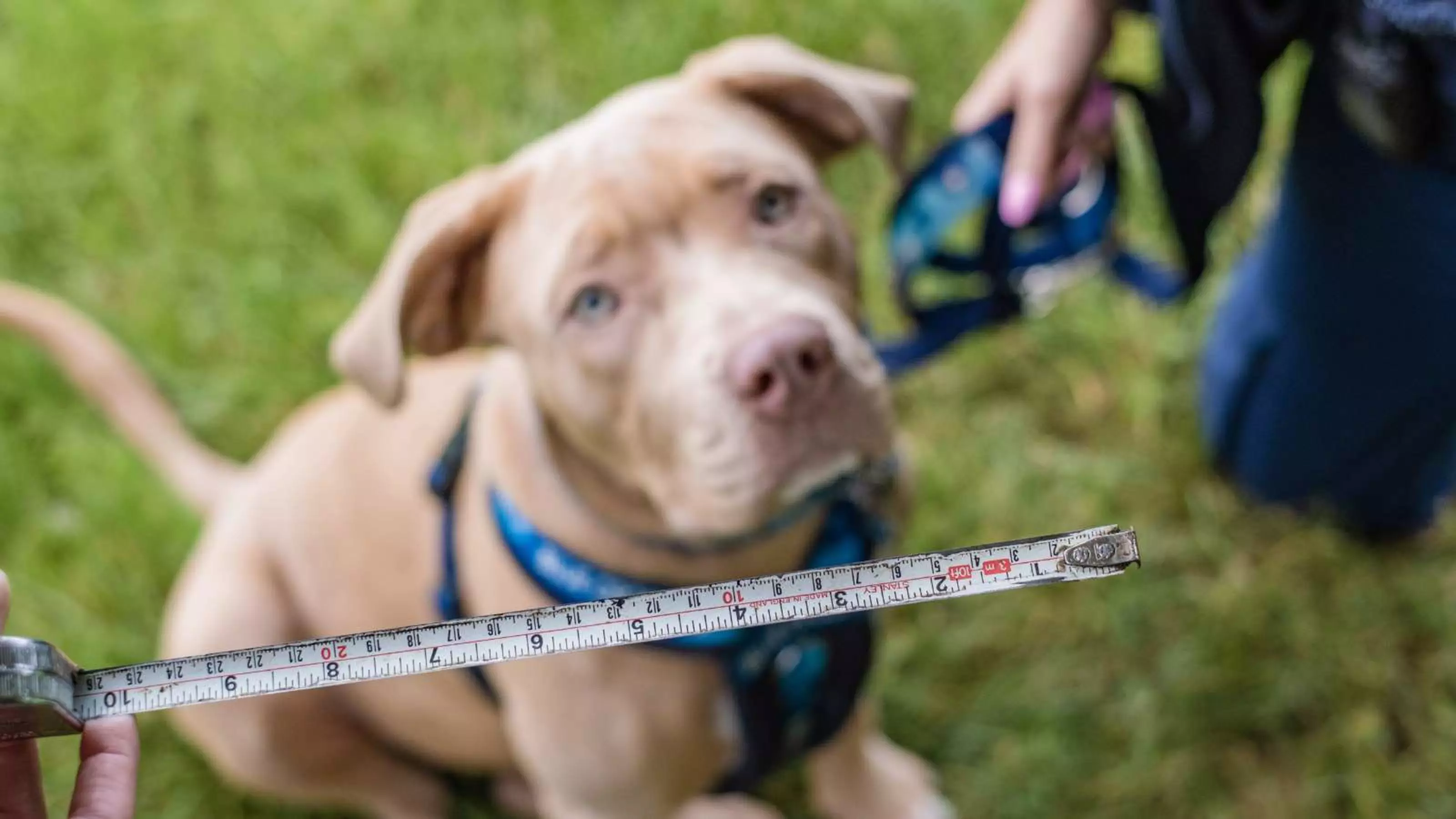 Luna, the XL bully, behind a measuring tape