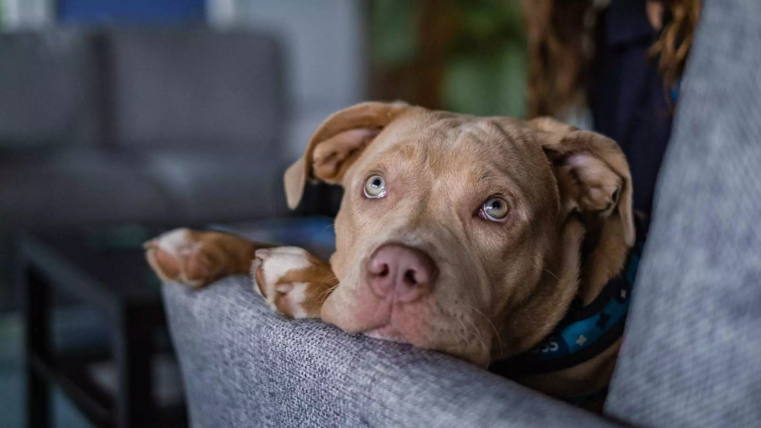 XL bully, Luna, on a sofa chair looking very cute