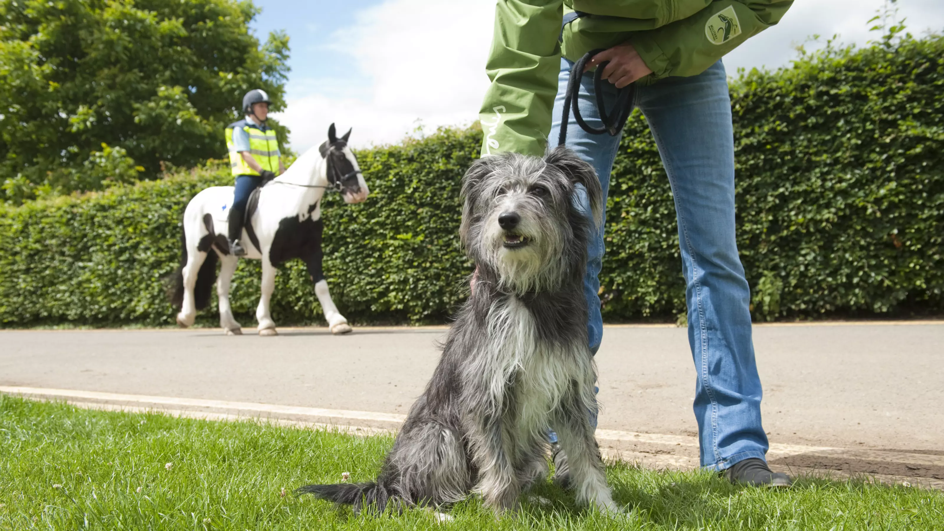 A grey dog sitting patiently with their owner, waiting for a brown and white horse and rider in a high vis vest to pass