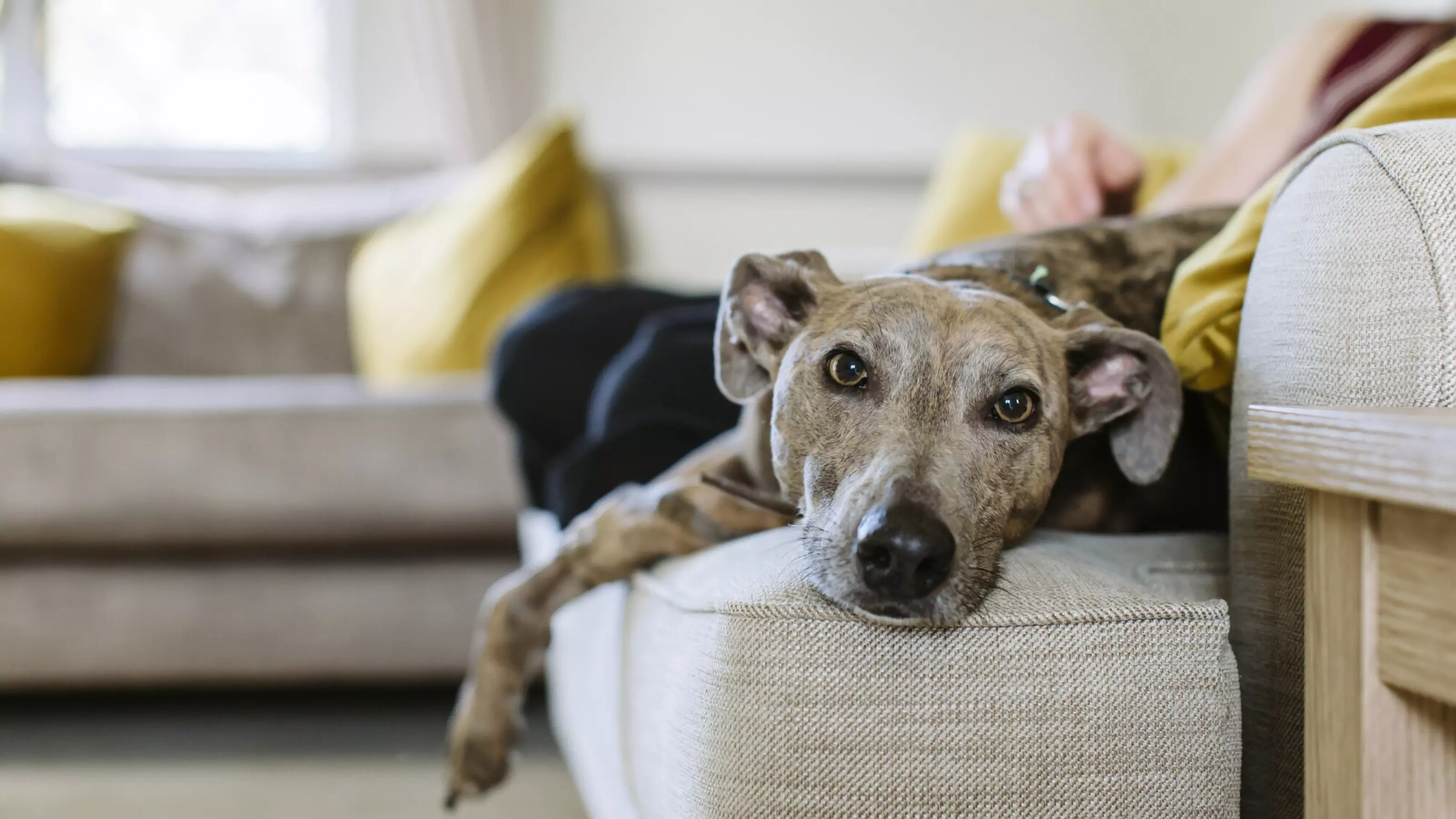 A greyhound relaxes on the sofa with their new family.