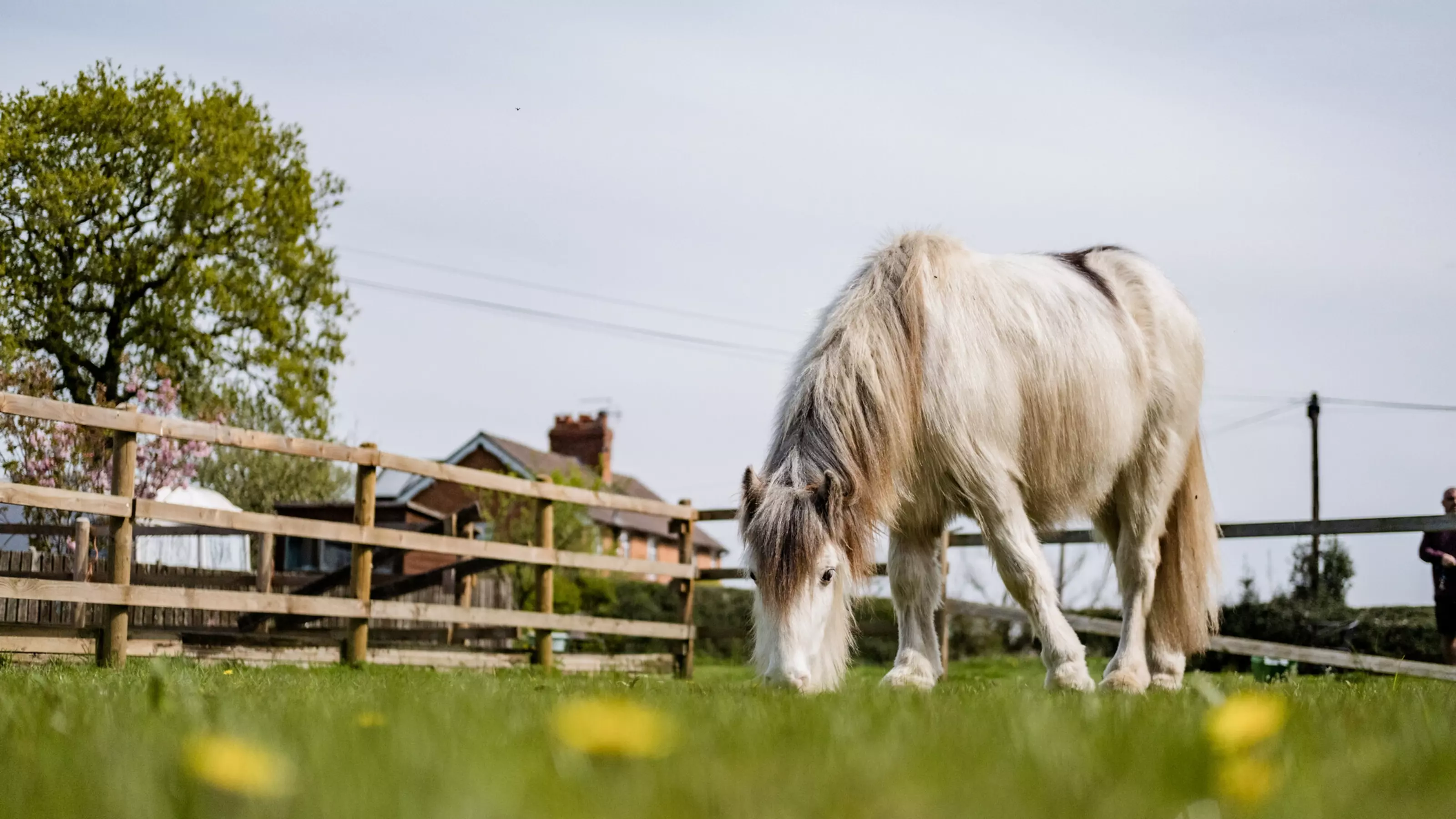 A grey pony grazes in their field.