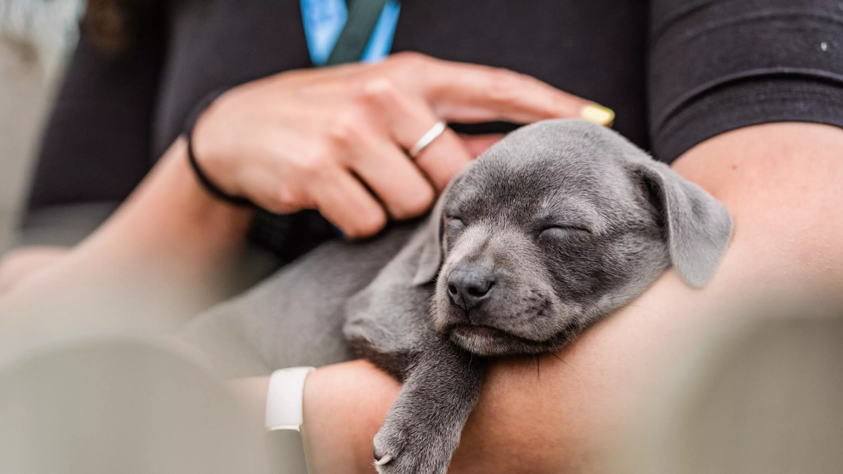 A sleeping grey puppy is held by a Blue Cross volunteer.