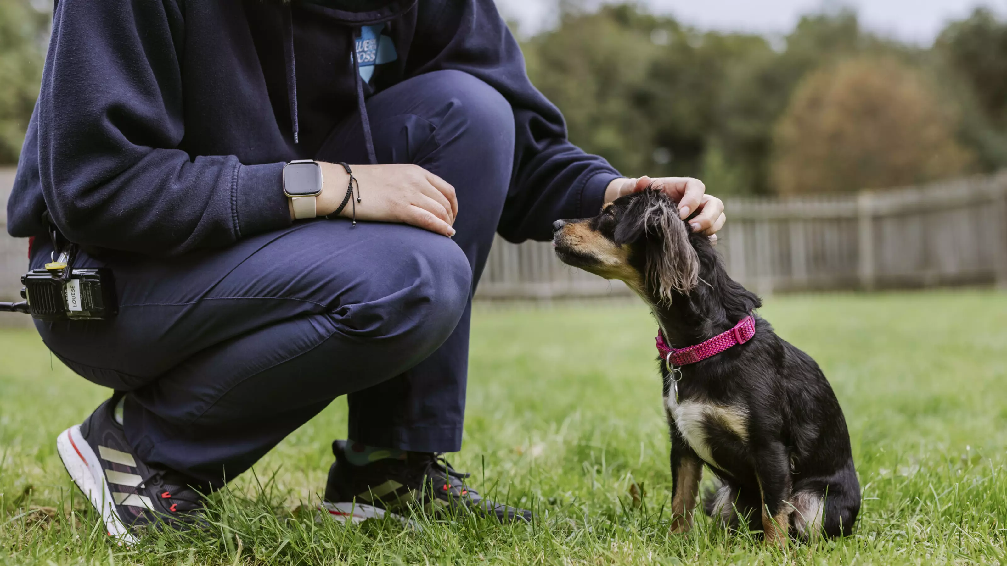 A Blue Cross volunteer strokes a small brown dog.