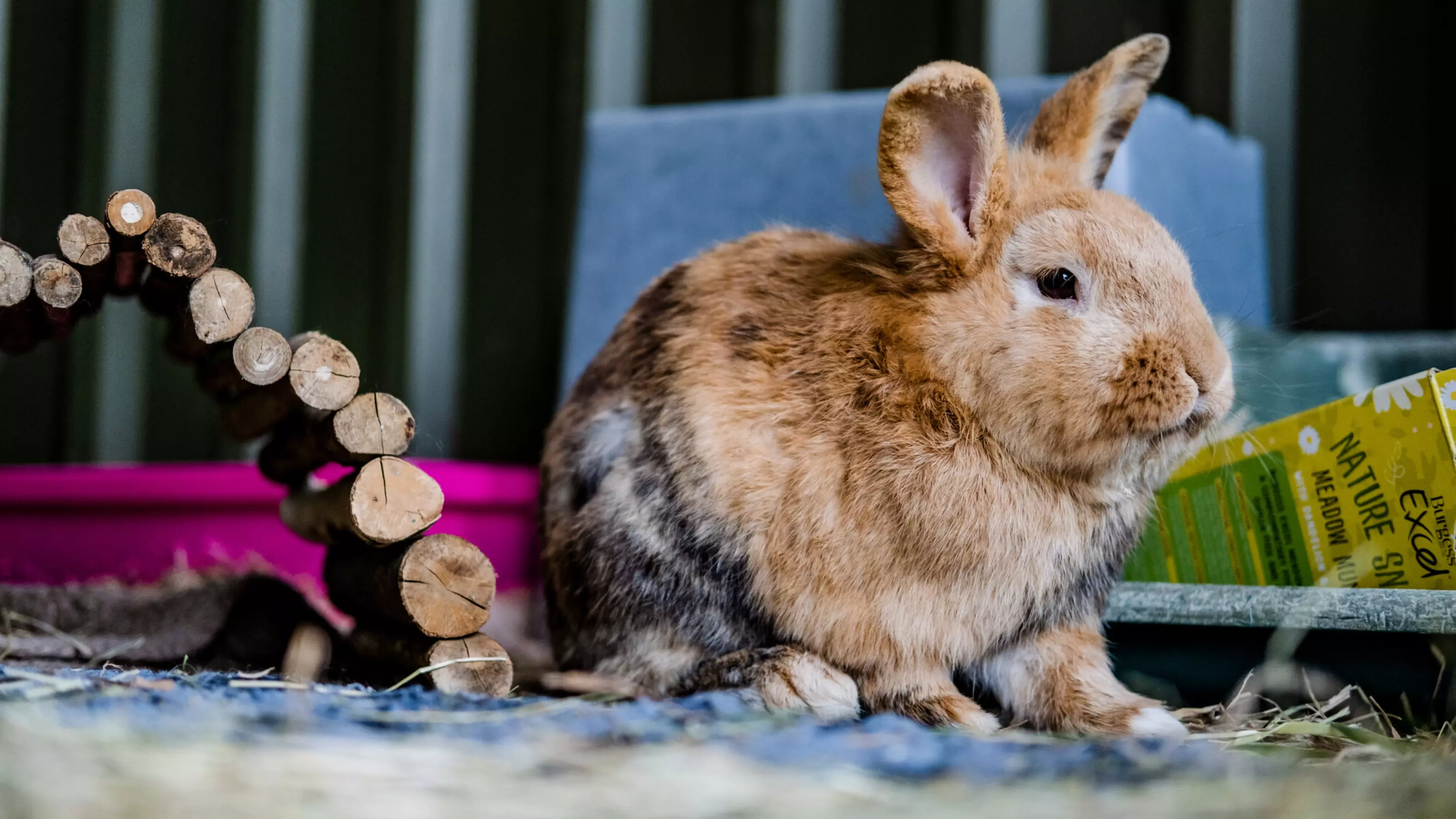 Light brown rabbit with pointy ears sitting happily in their enclosure