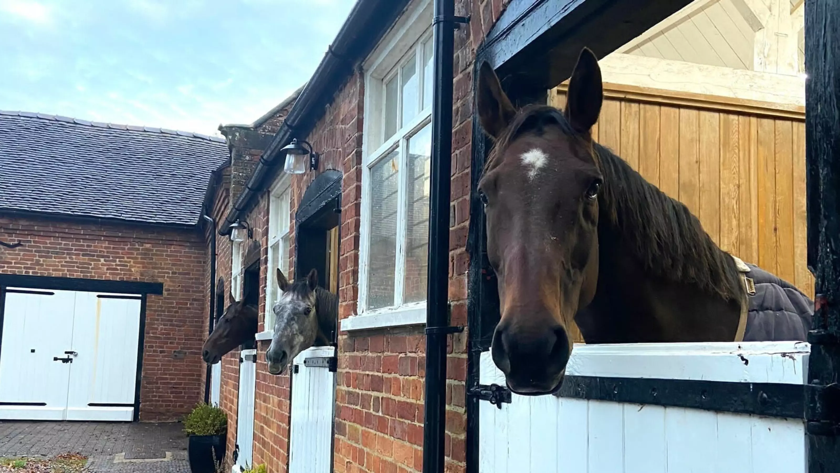 Three horses look out of their individual stable windows.