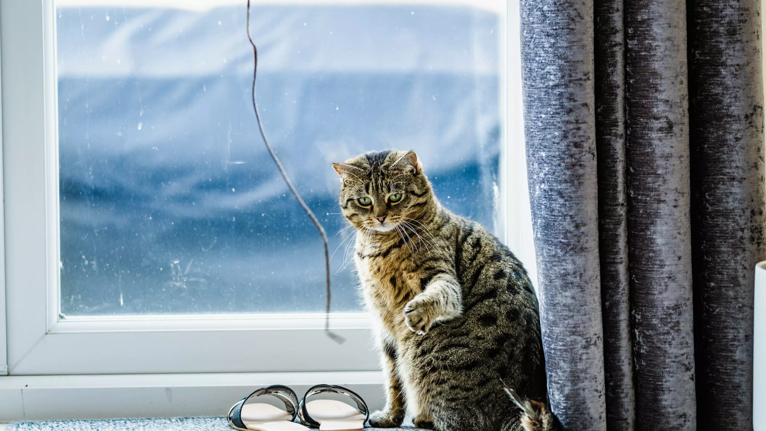 A tabby cat sits by a window and plays with a cat toy.