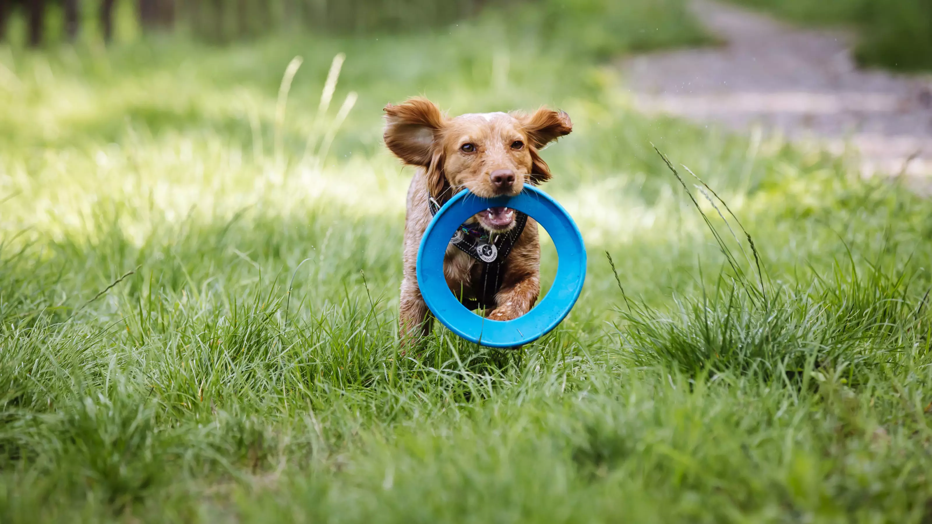 A brown dog runs through the grass with a blue frisbee in their mouth.