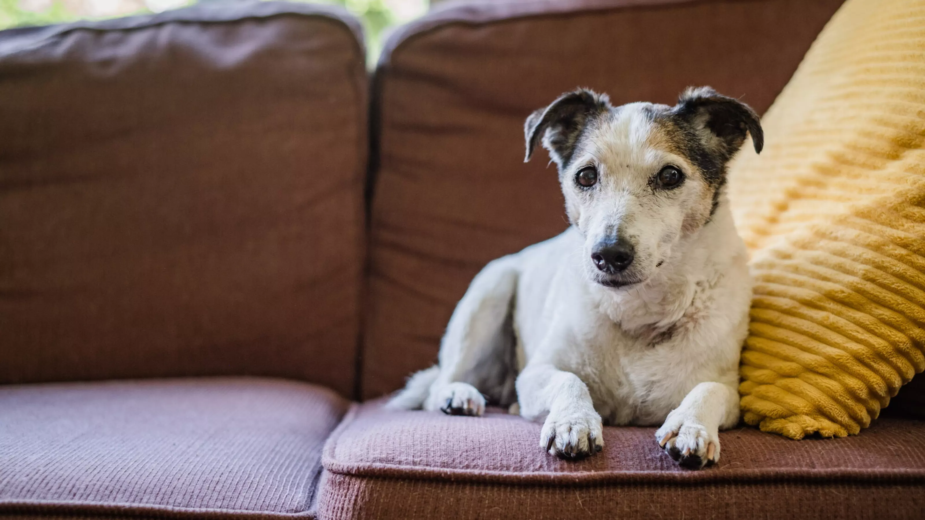 Jack russell Libby sits on a brown sofa.