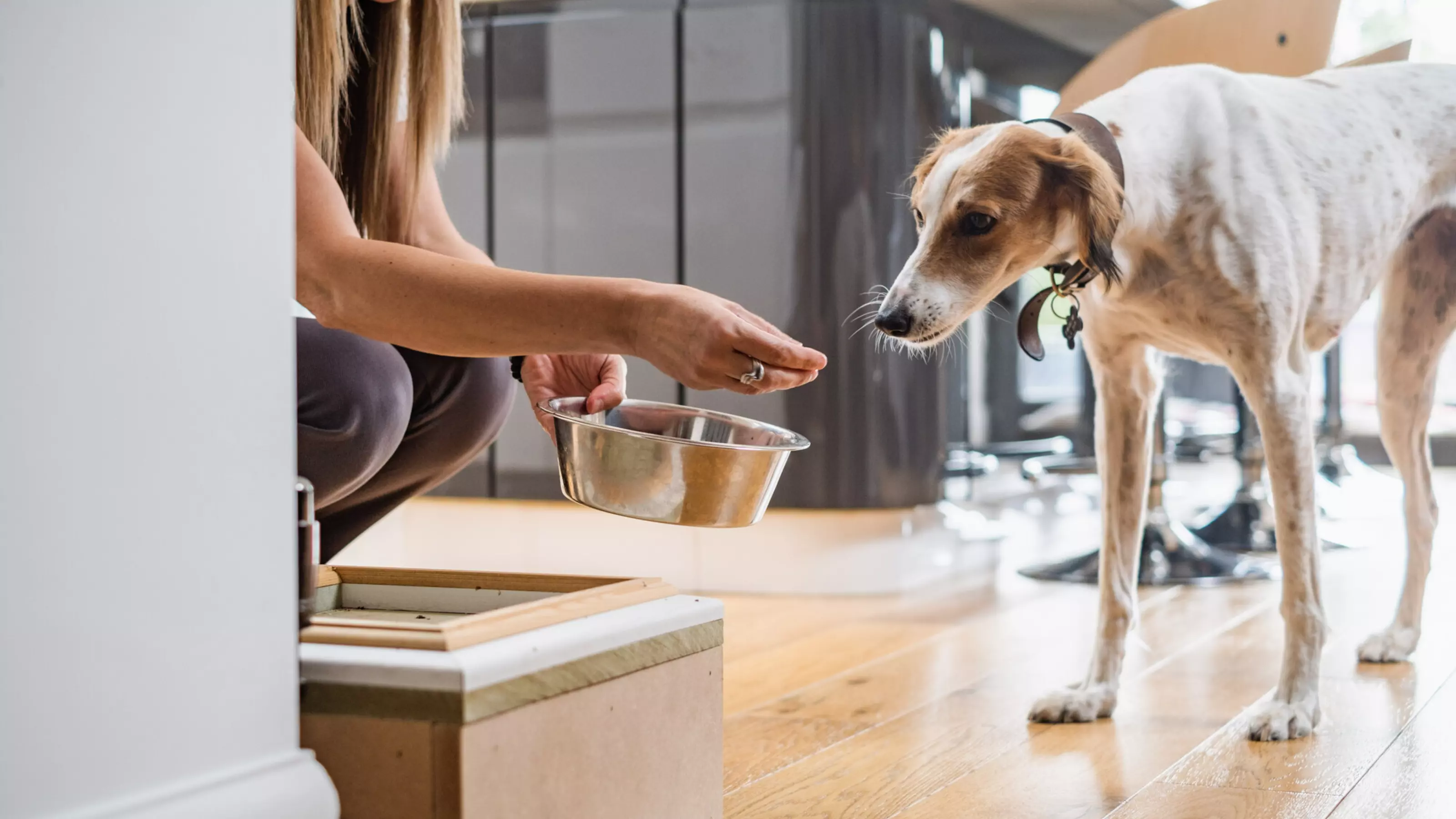 White and tan lurcher called Lilly standing in her kitchen taking a treat from her owner