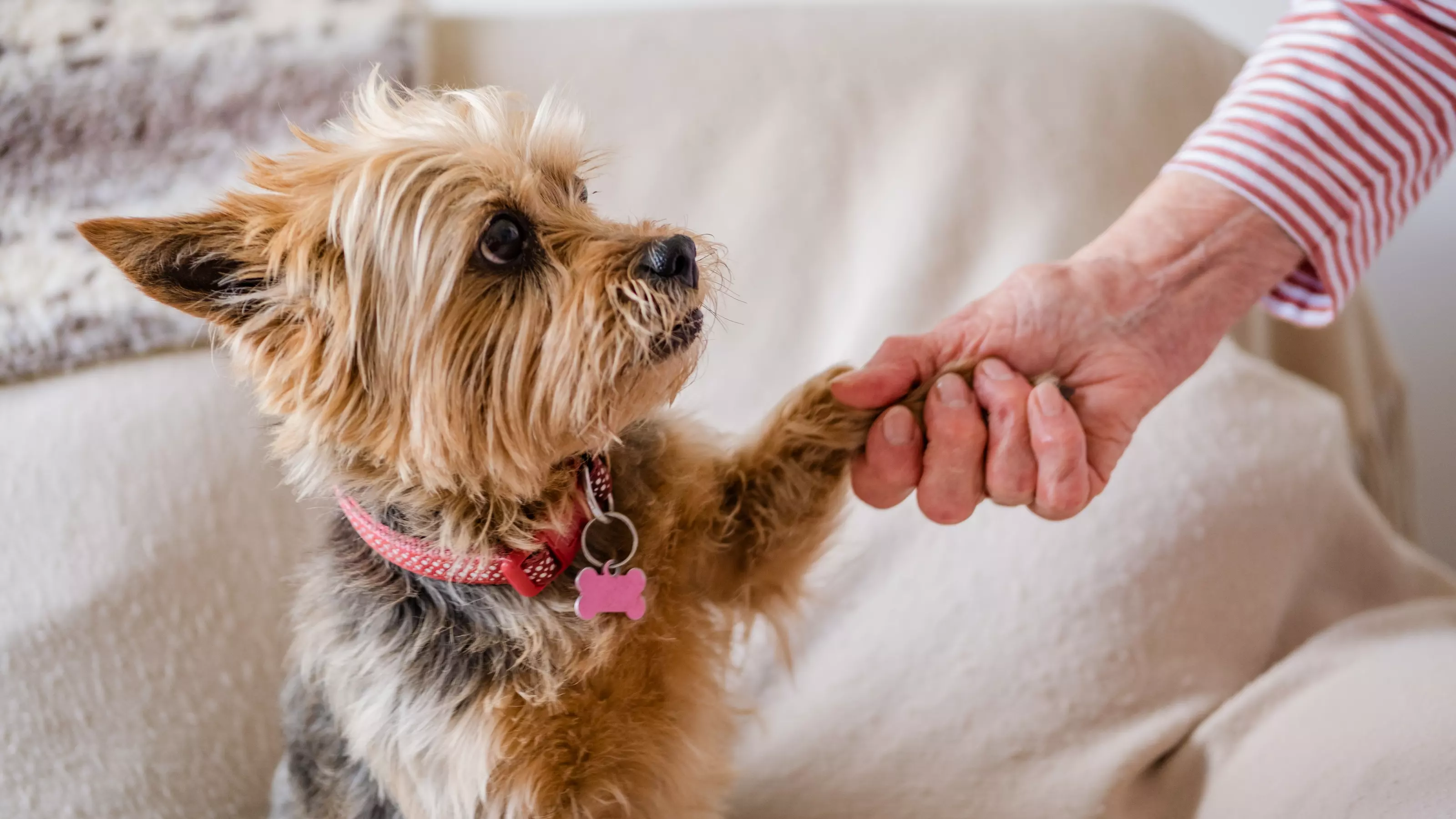 Petra the tan Yorkshire terrier holding a lady's hand with her paw