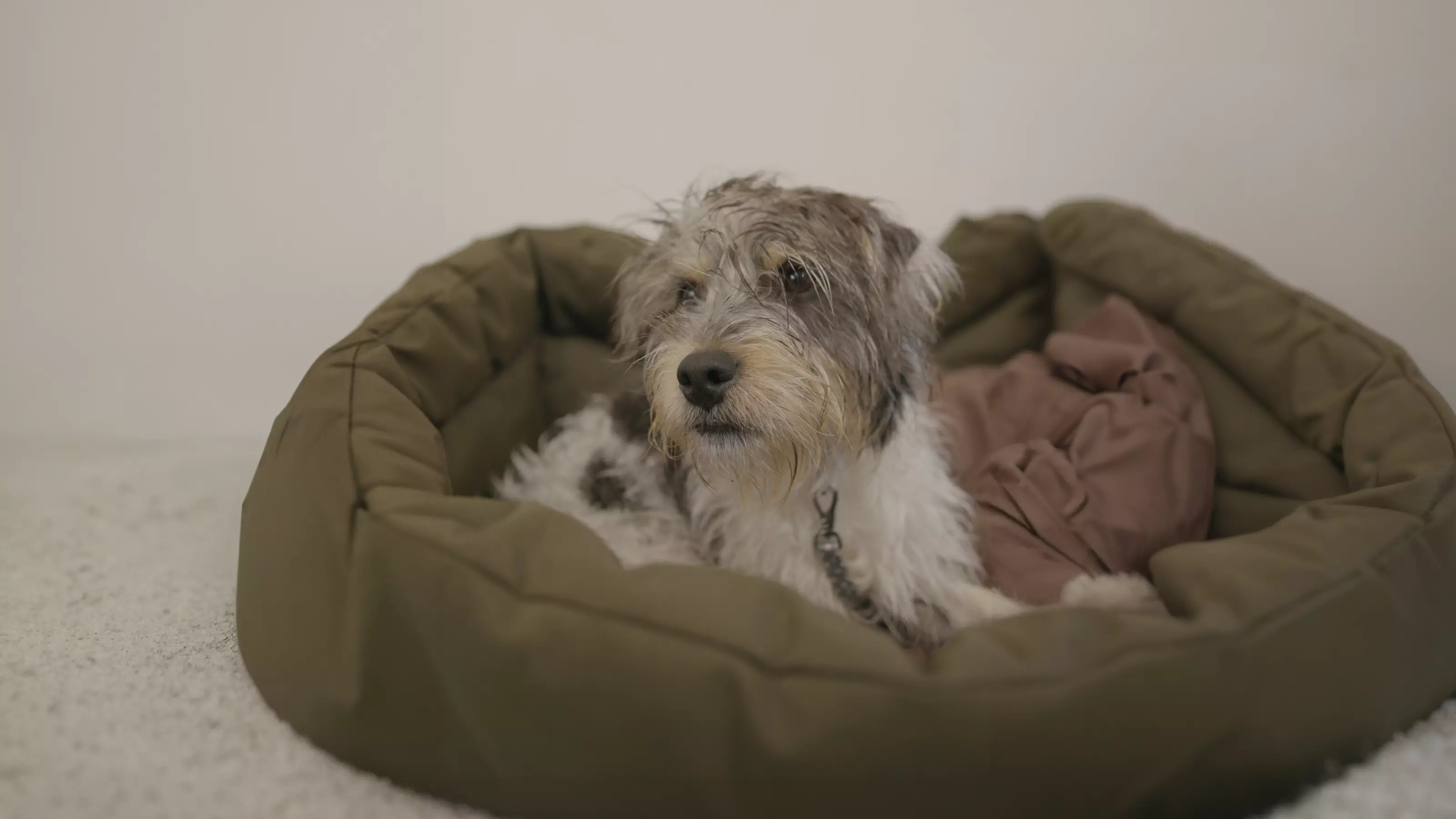 White and grey dog lying down in a dark green dog bed