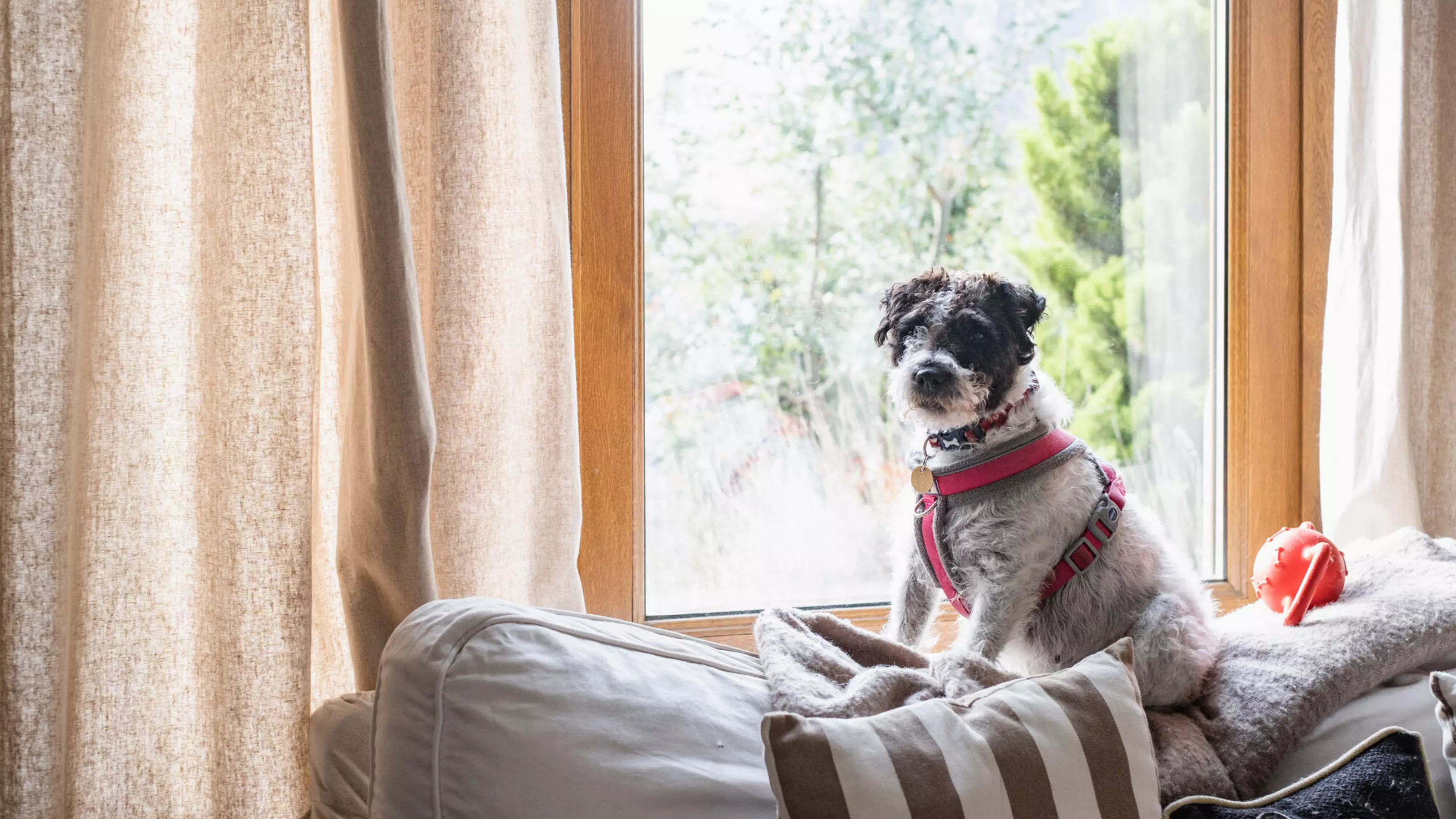 A black and white terrier sits on a sofa by the window, wearing a red harness.