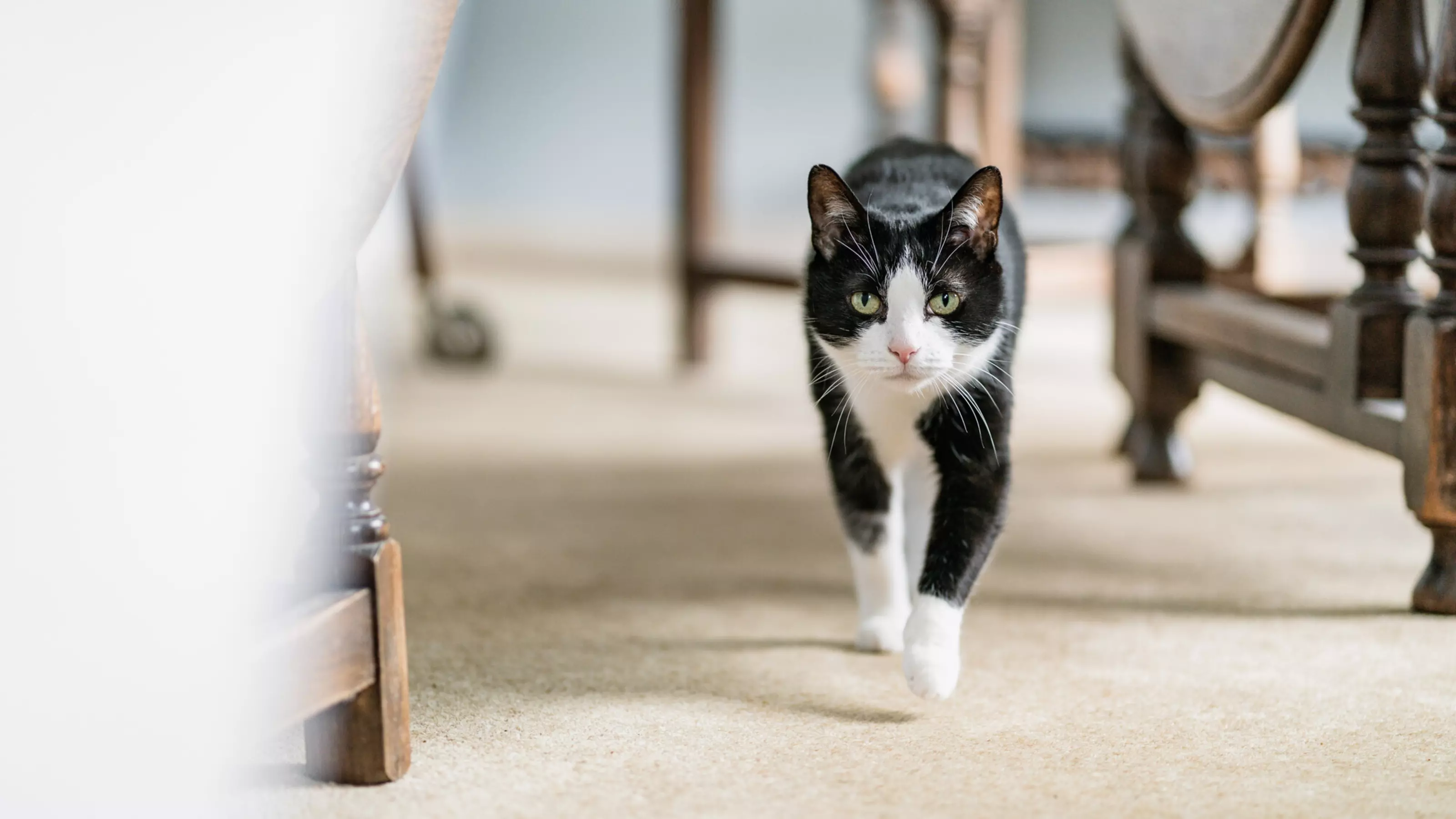 A black and white cat walks towards the camera.