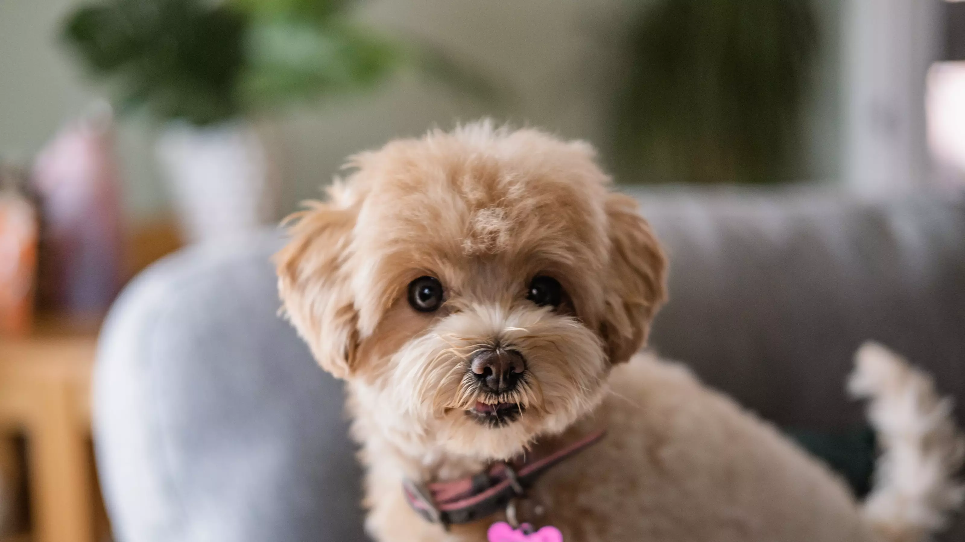 Three-legged golden toy poodle Llammy relaxes on a grey sofa