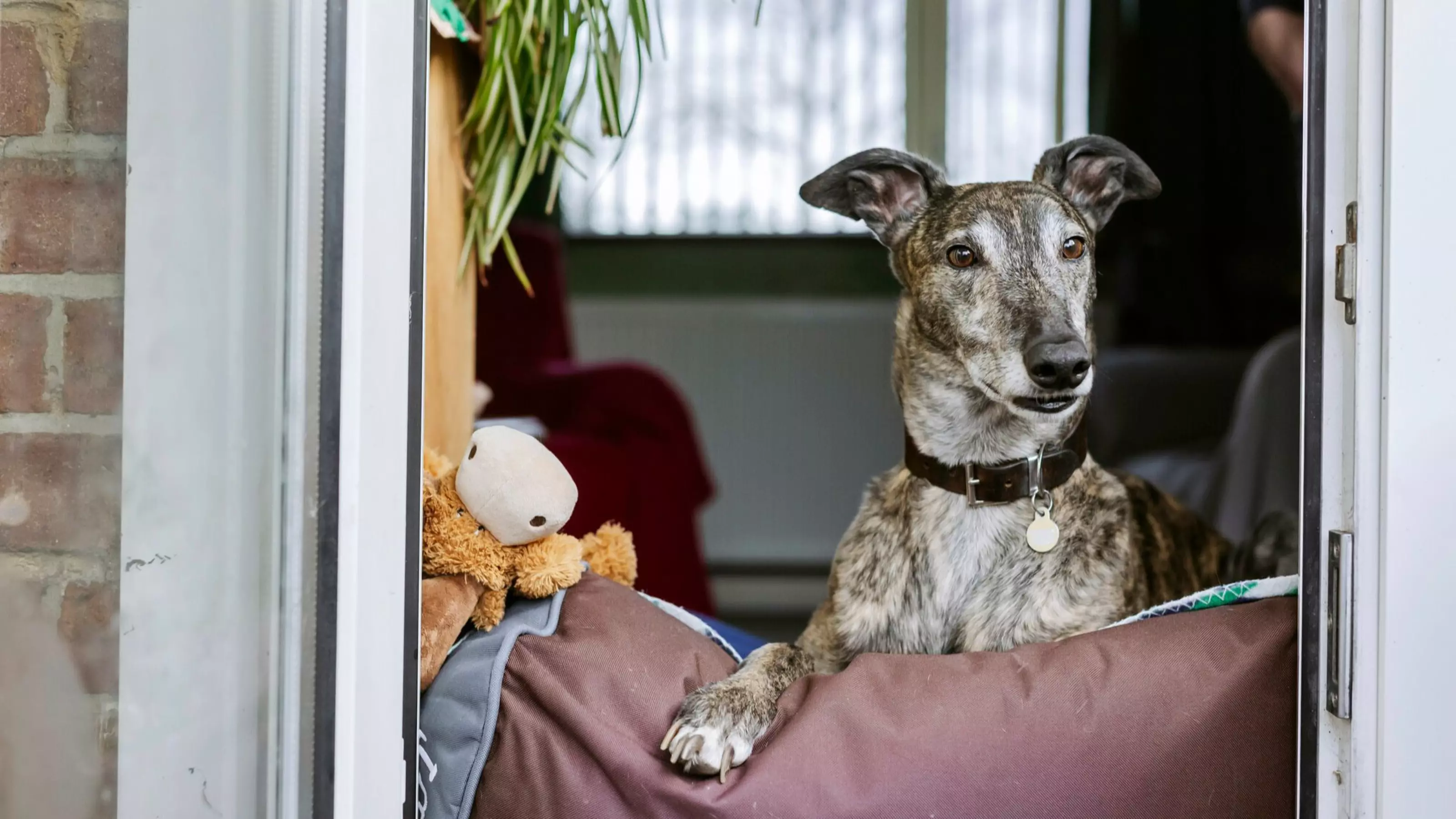 A greyhound sits on a cushion and looks out a window.