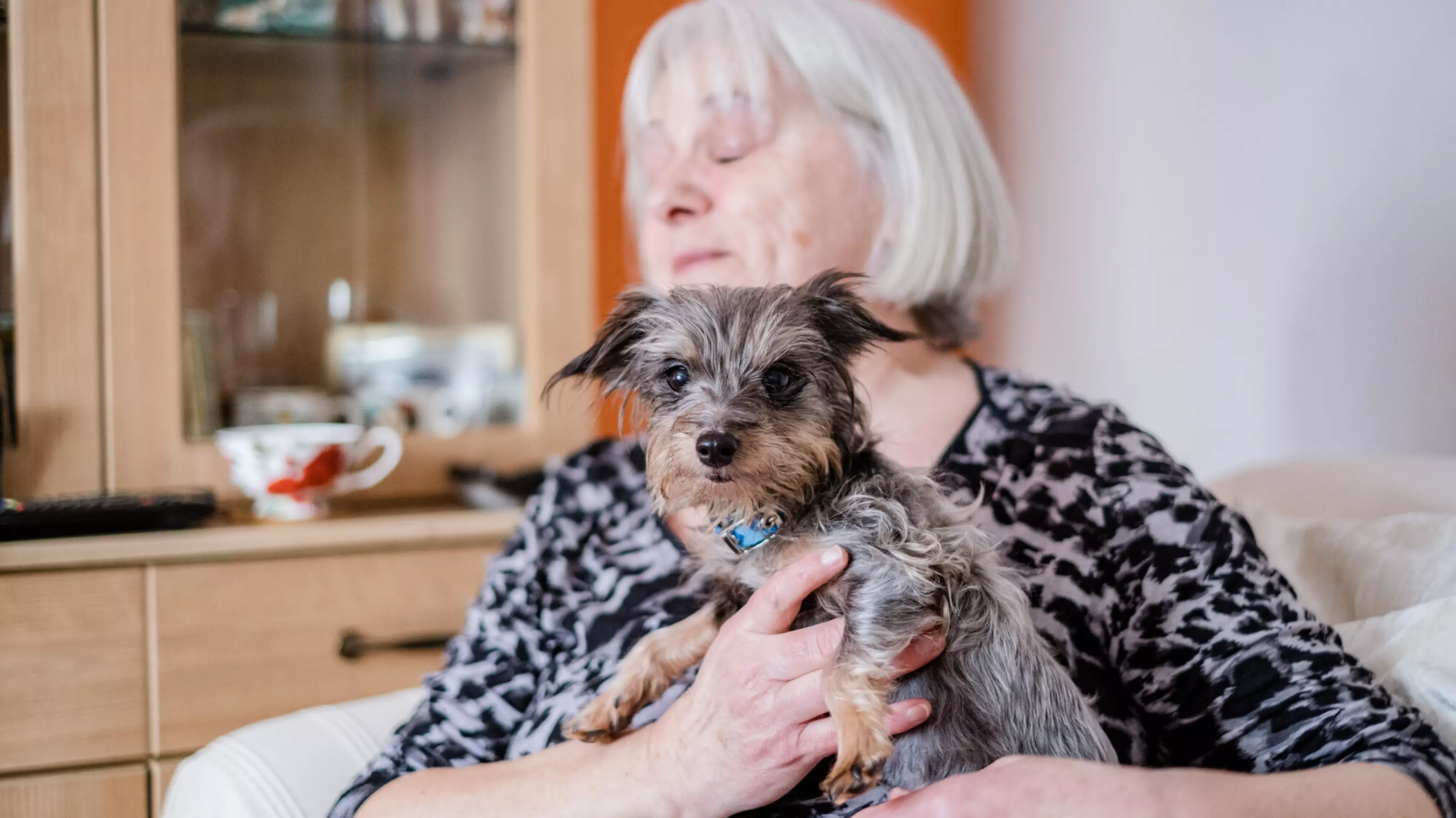Foster carer wearing black and white top holding small grey dog while sitting on cream armchair