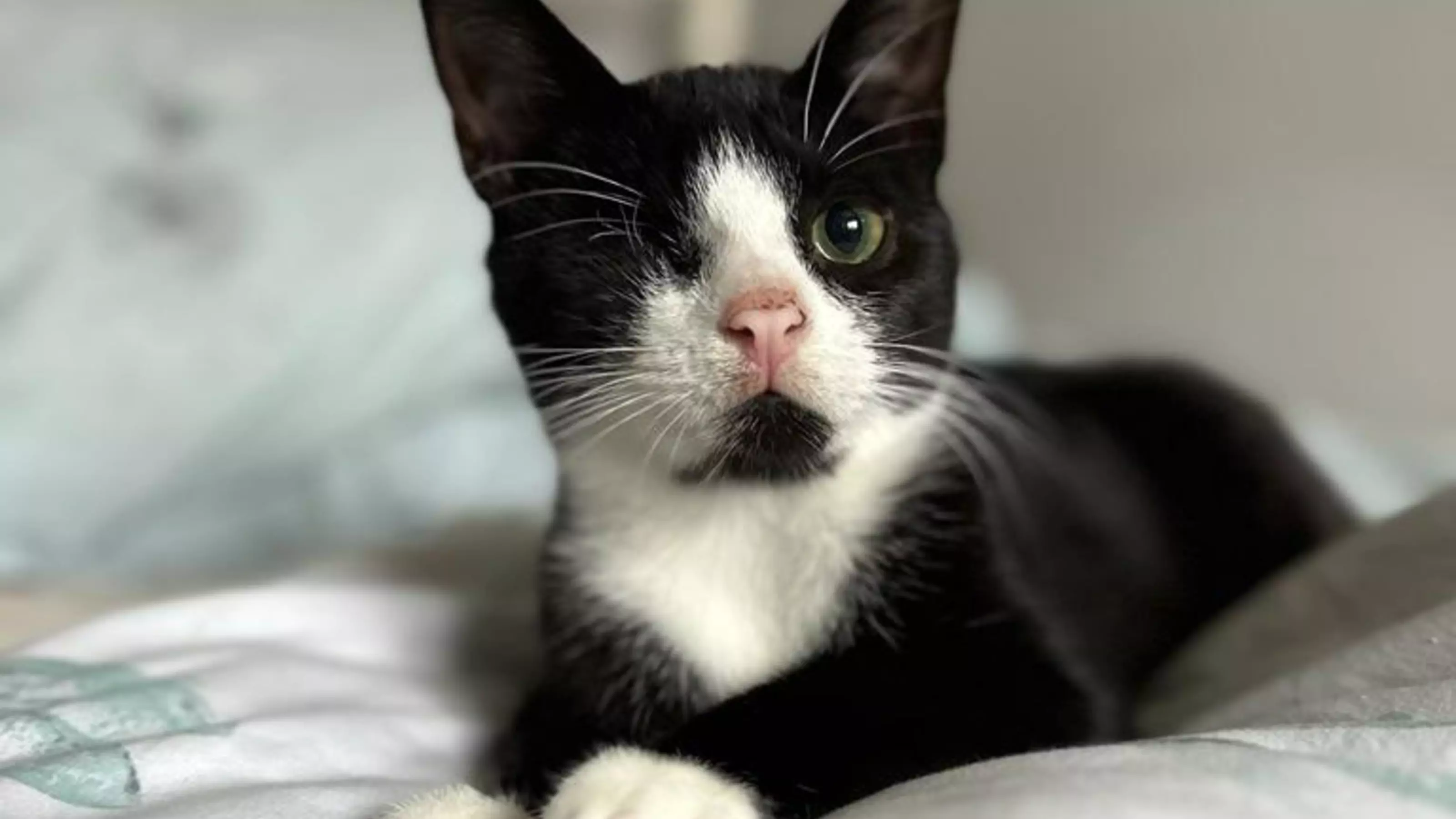Black and white cat Uno with one eye lies on a bed looking into the distance
