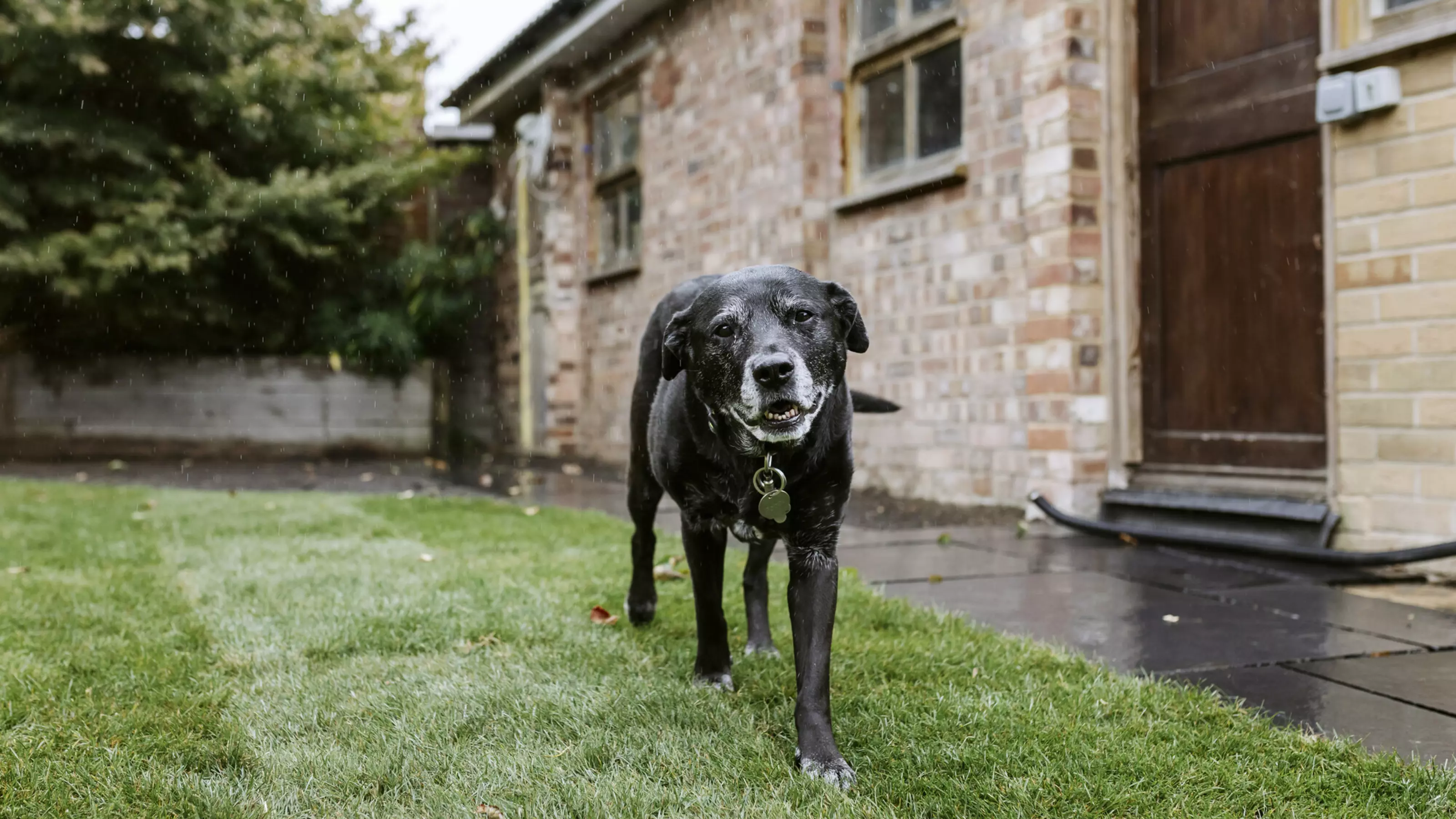 An elderly black lab stands outside in a garden.