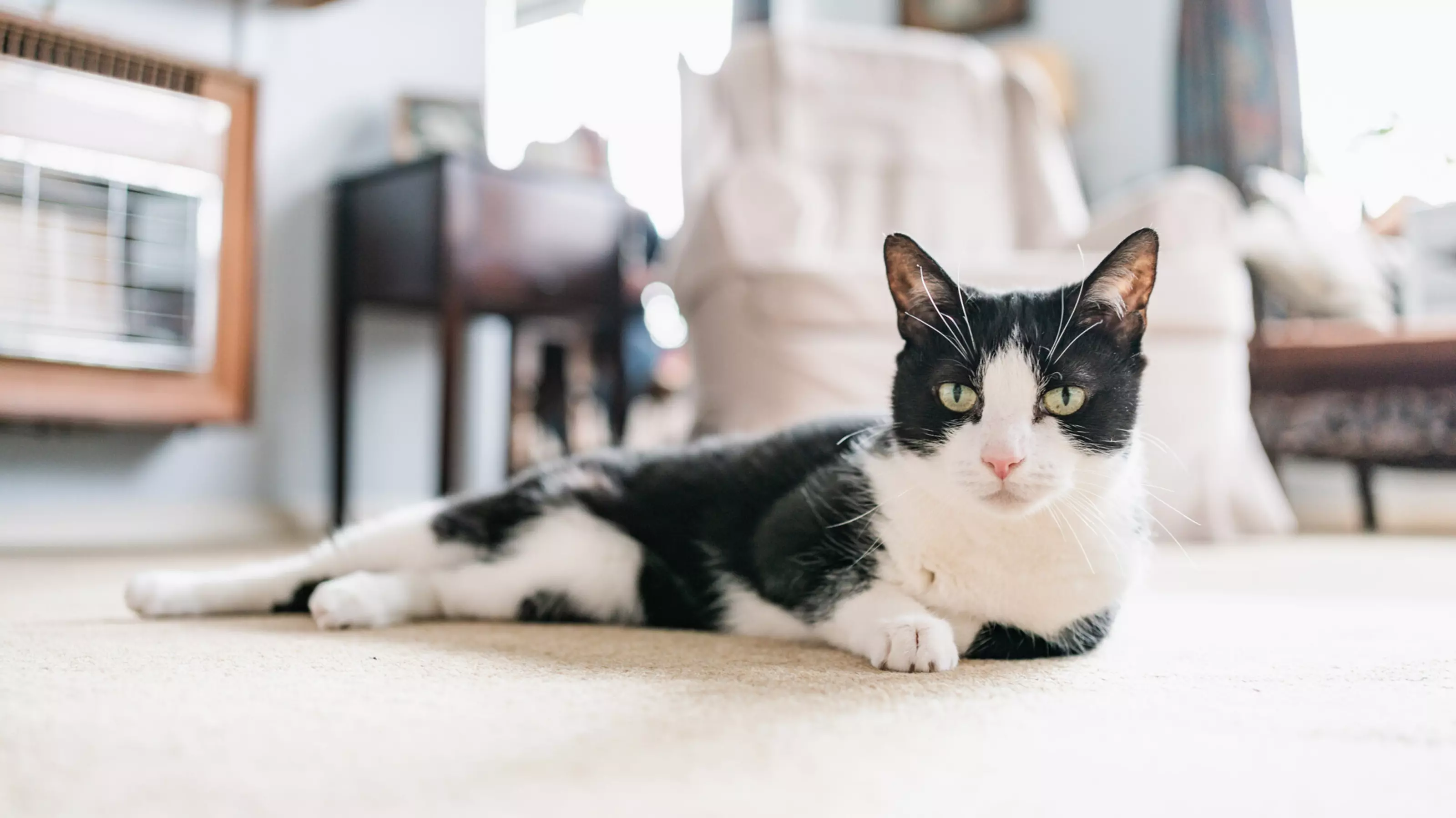A black and white cat lying down on a carpet.