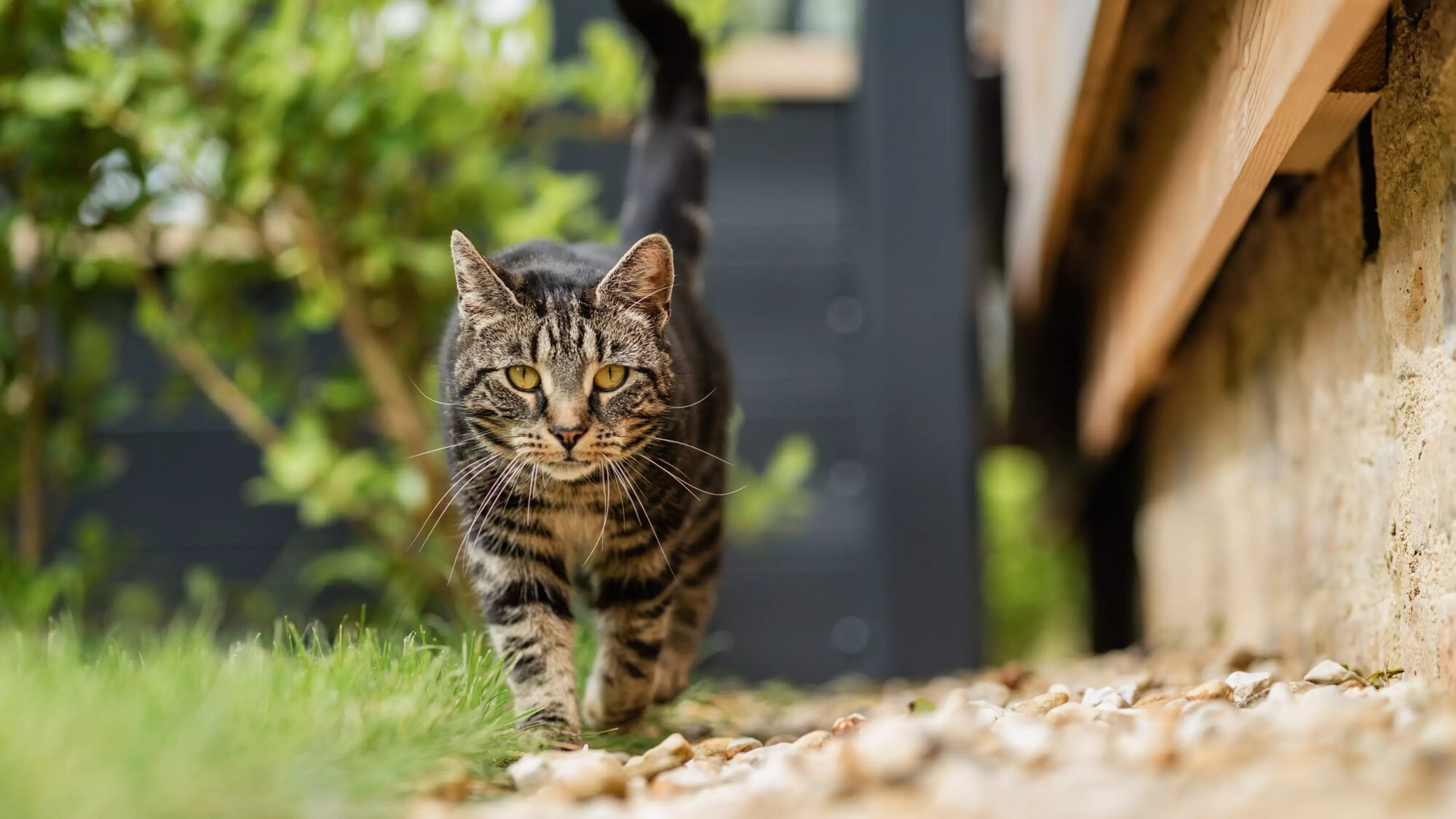 Daisy the brown tabby cat walking along a pebbled path outside