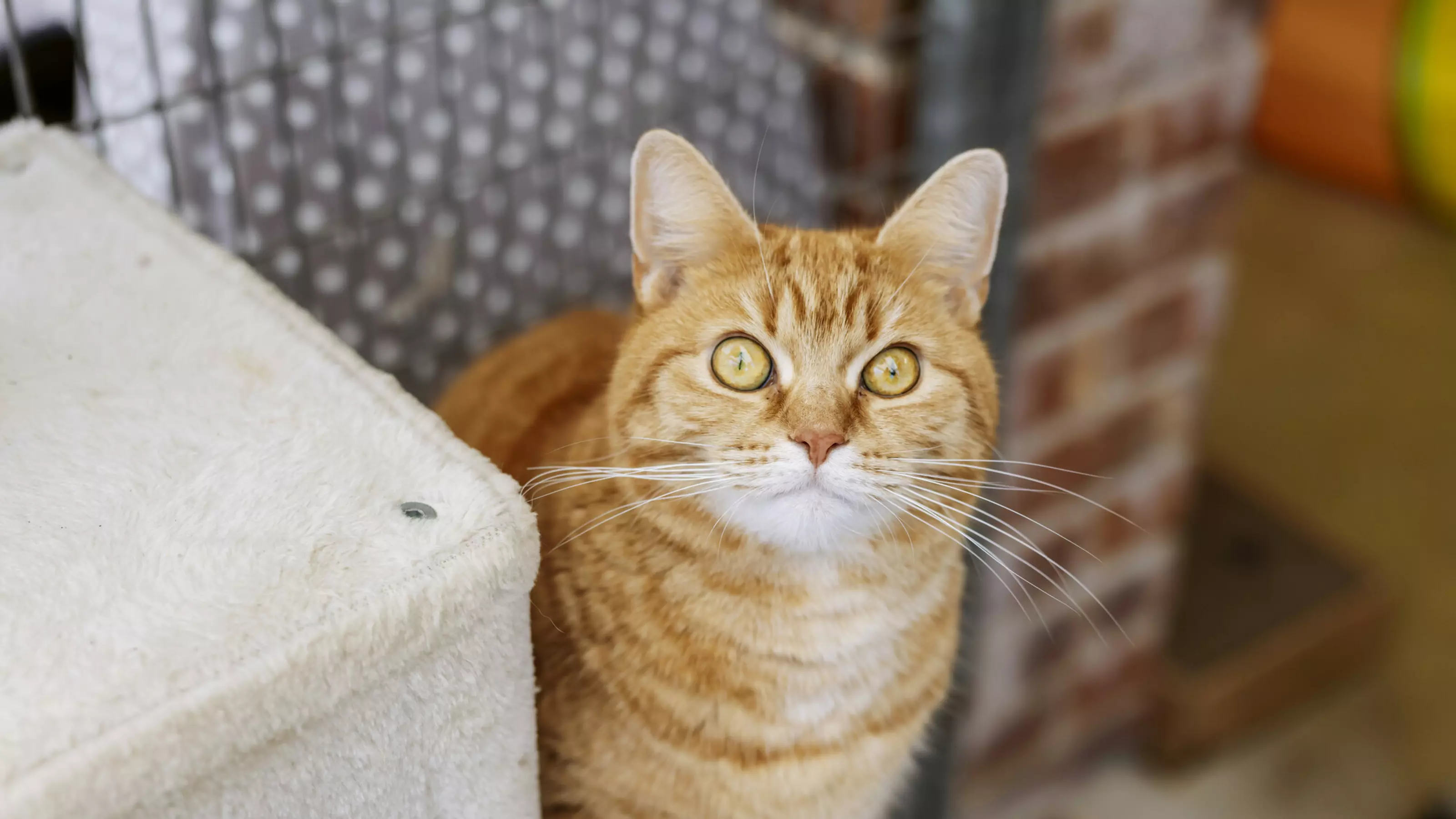 A ginger cat with green eyes called Hope looking into the camera