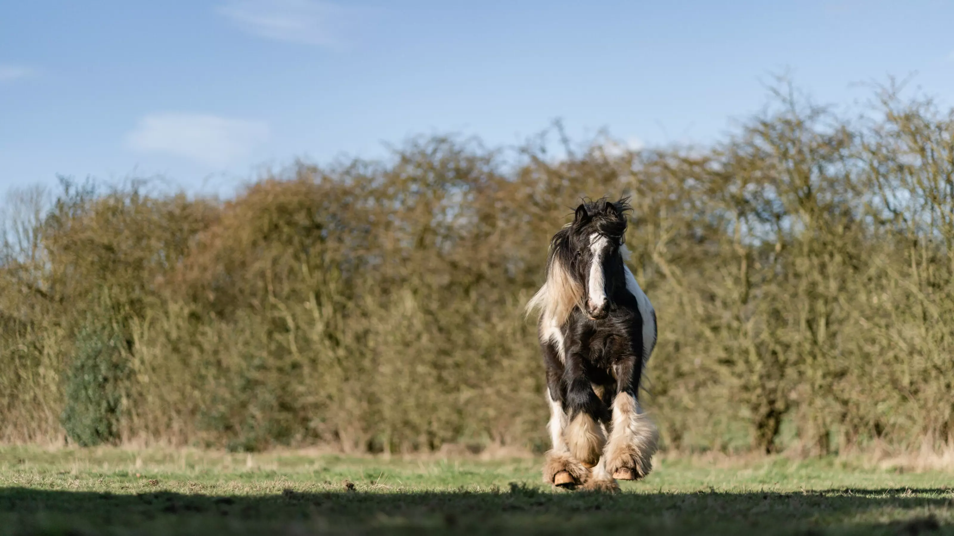 Black and white pony Bandit canters towards the camera surrounded by trees