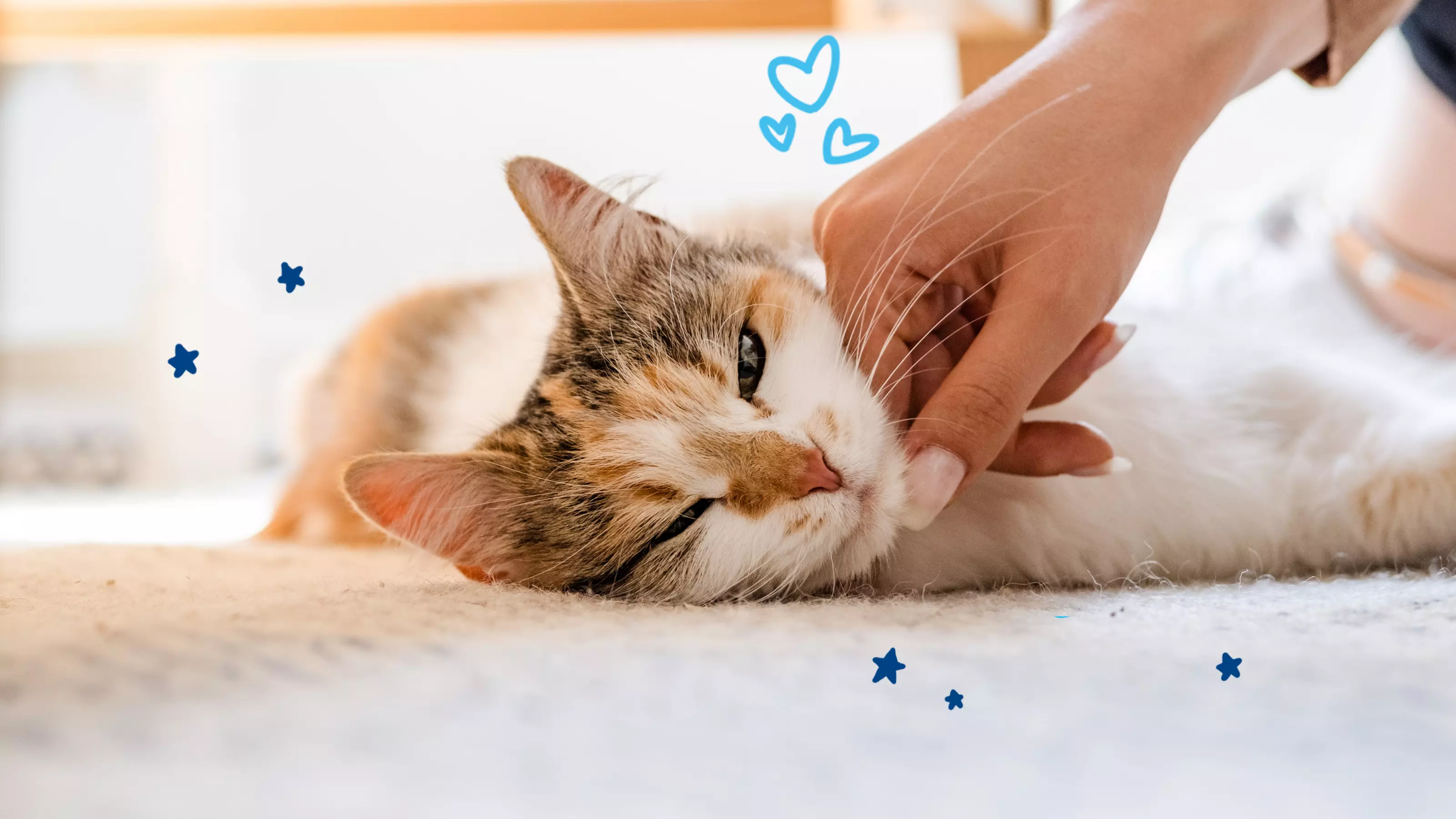 Kitten being stroked by a lady