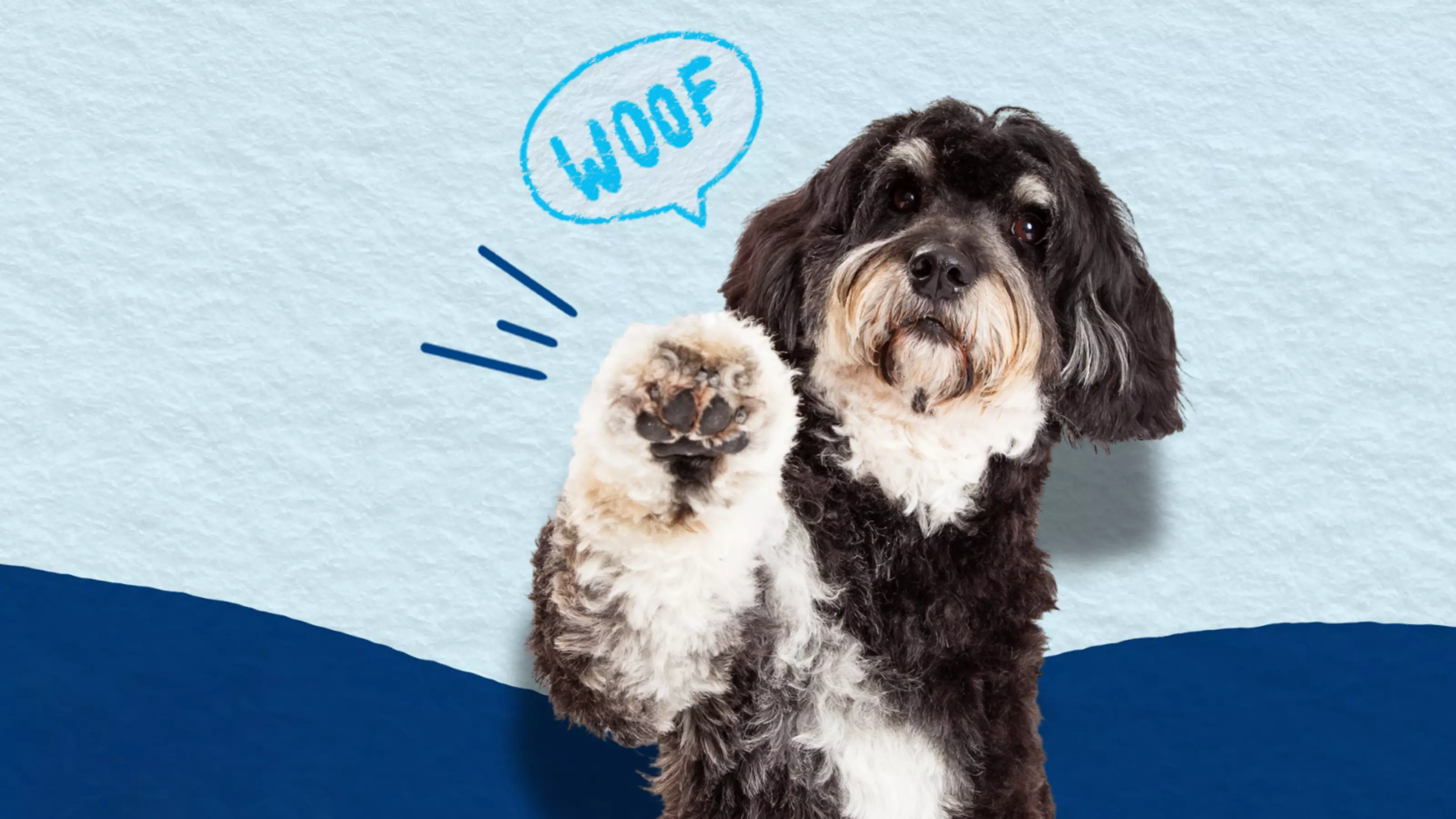 A black and white dog holding his paw up for a high five. The word 'woof' is in a speech bubble next to him.