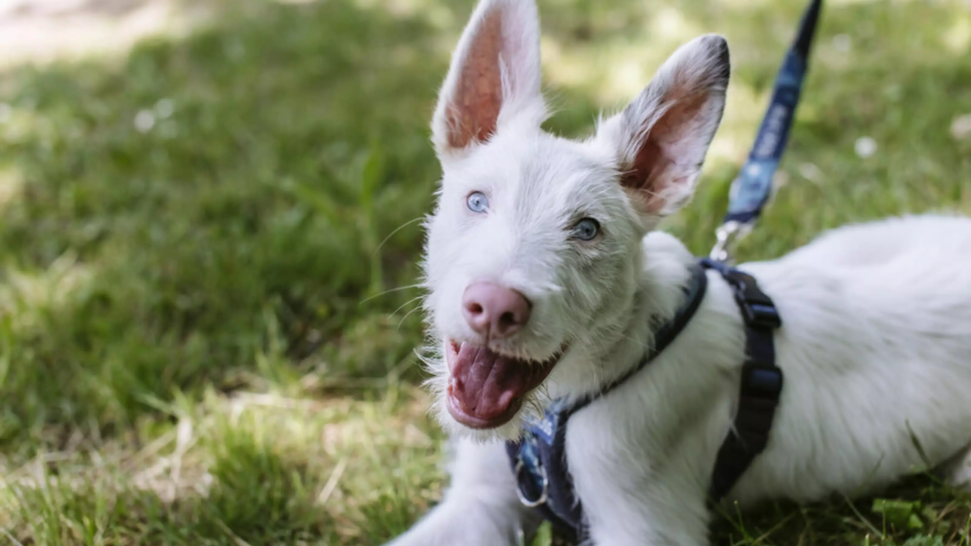 White dog Pickle lies on the grass while wearing a Blue Cross harness and lead