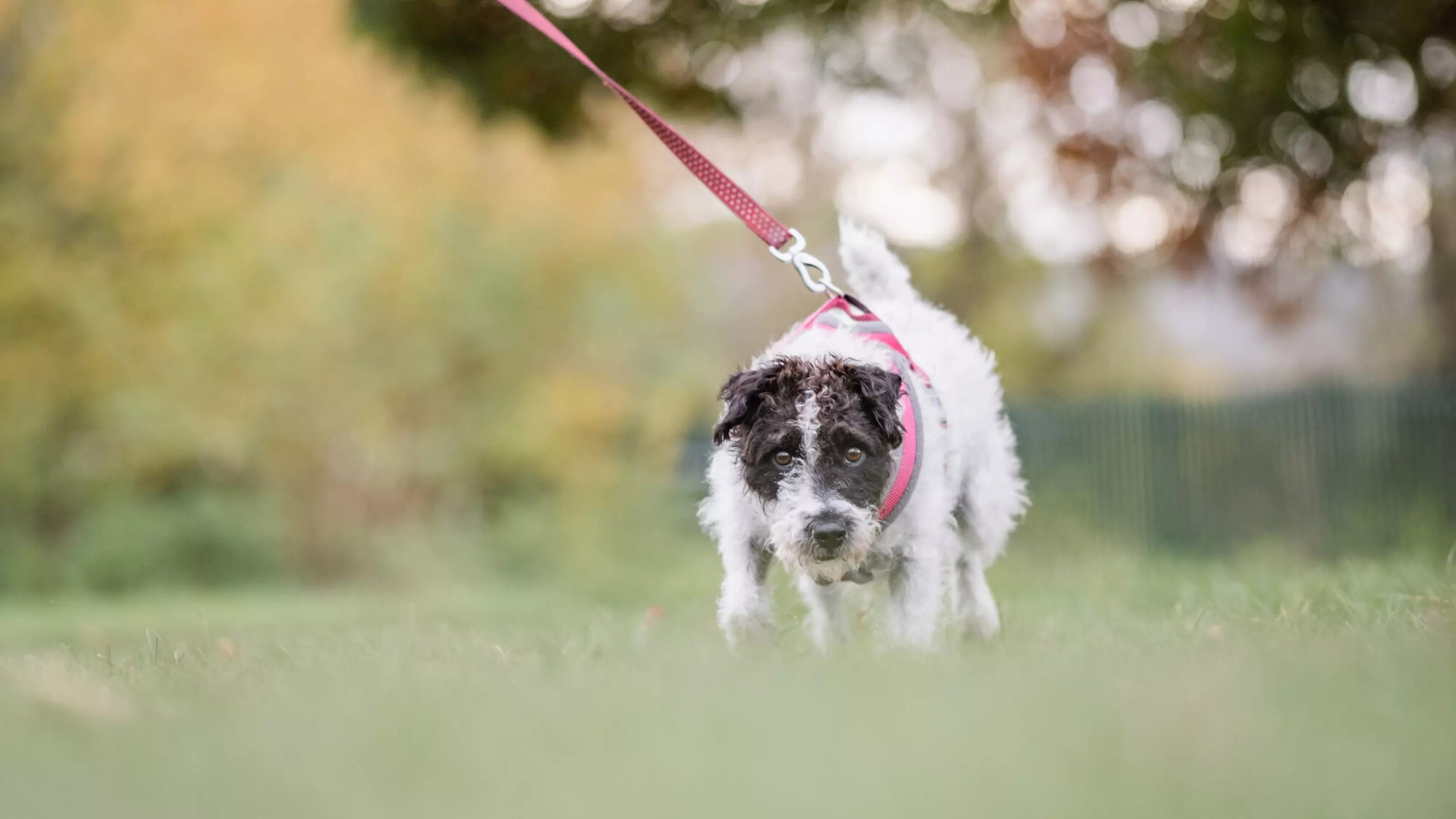 Jack russell cross fox terrier walking in the park on a pink lead.