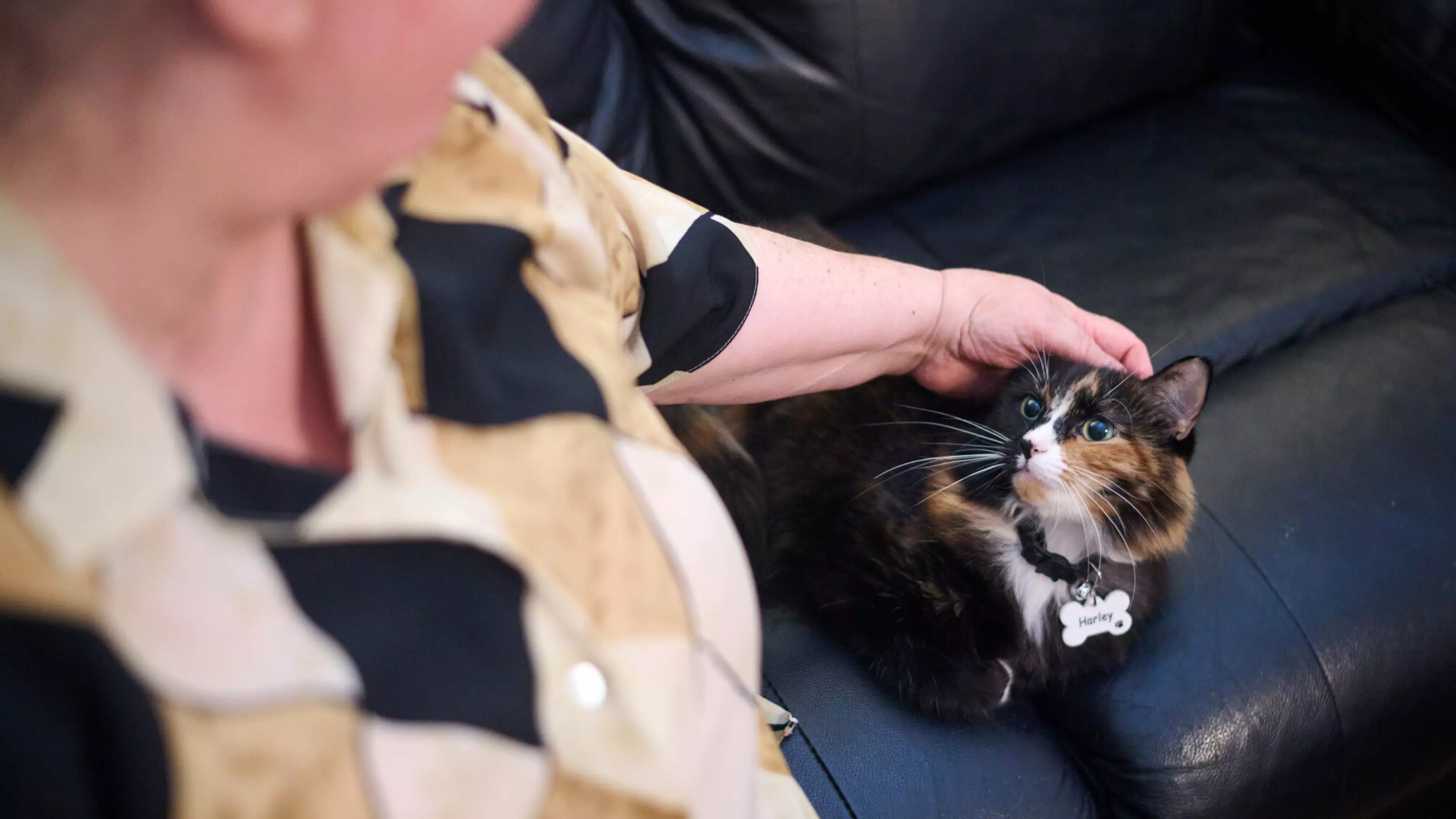 Tortoiseshell cat Harley lies on a dark leather sofa being stroked by her owner