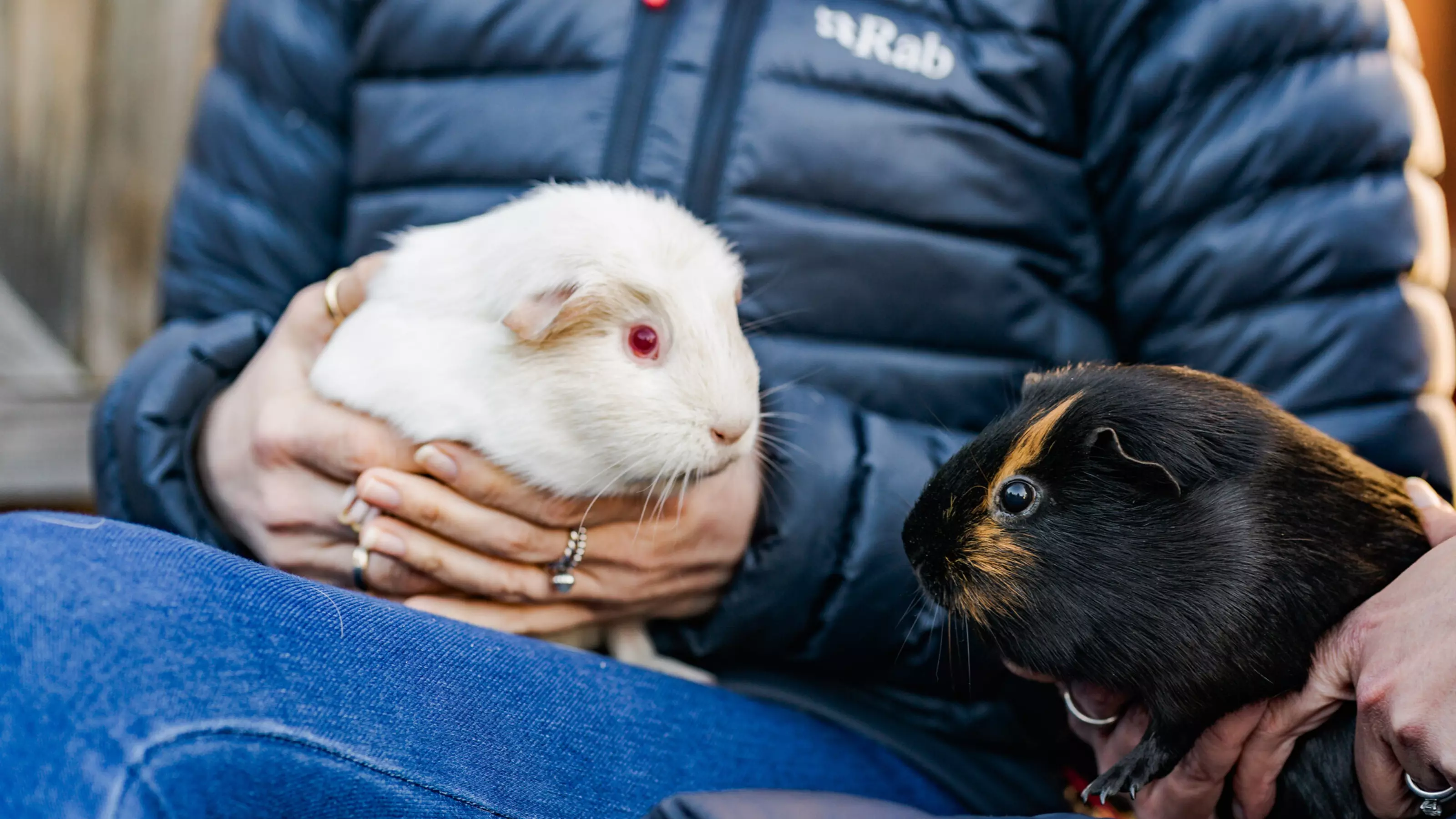 Two guinea pigs sit facing each other on the lap of their rehomer