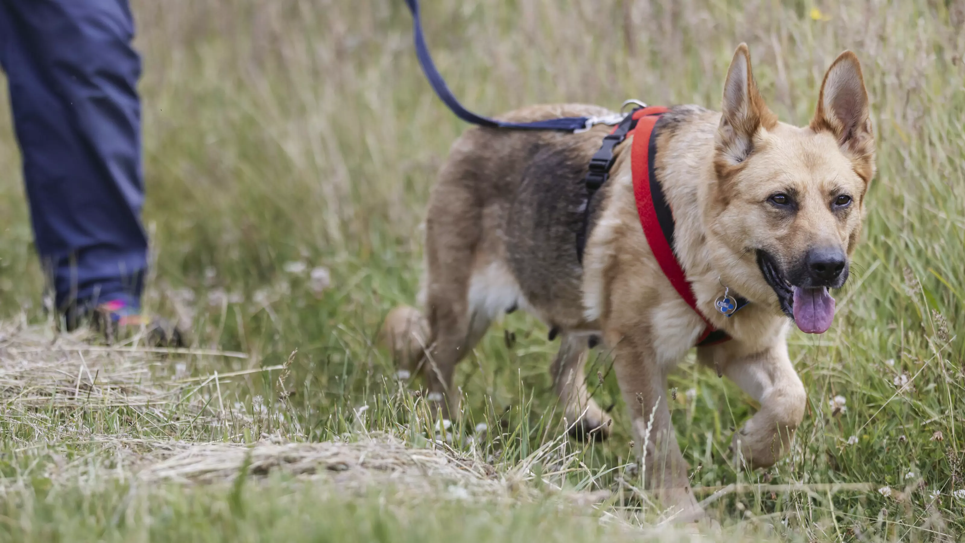 A German shepherd dog out for a walk, wearing a red harness.