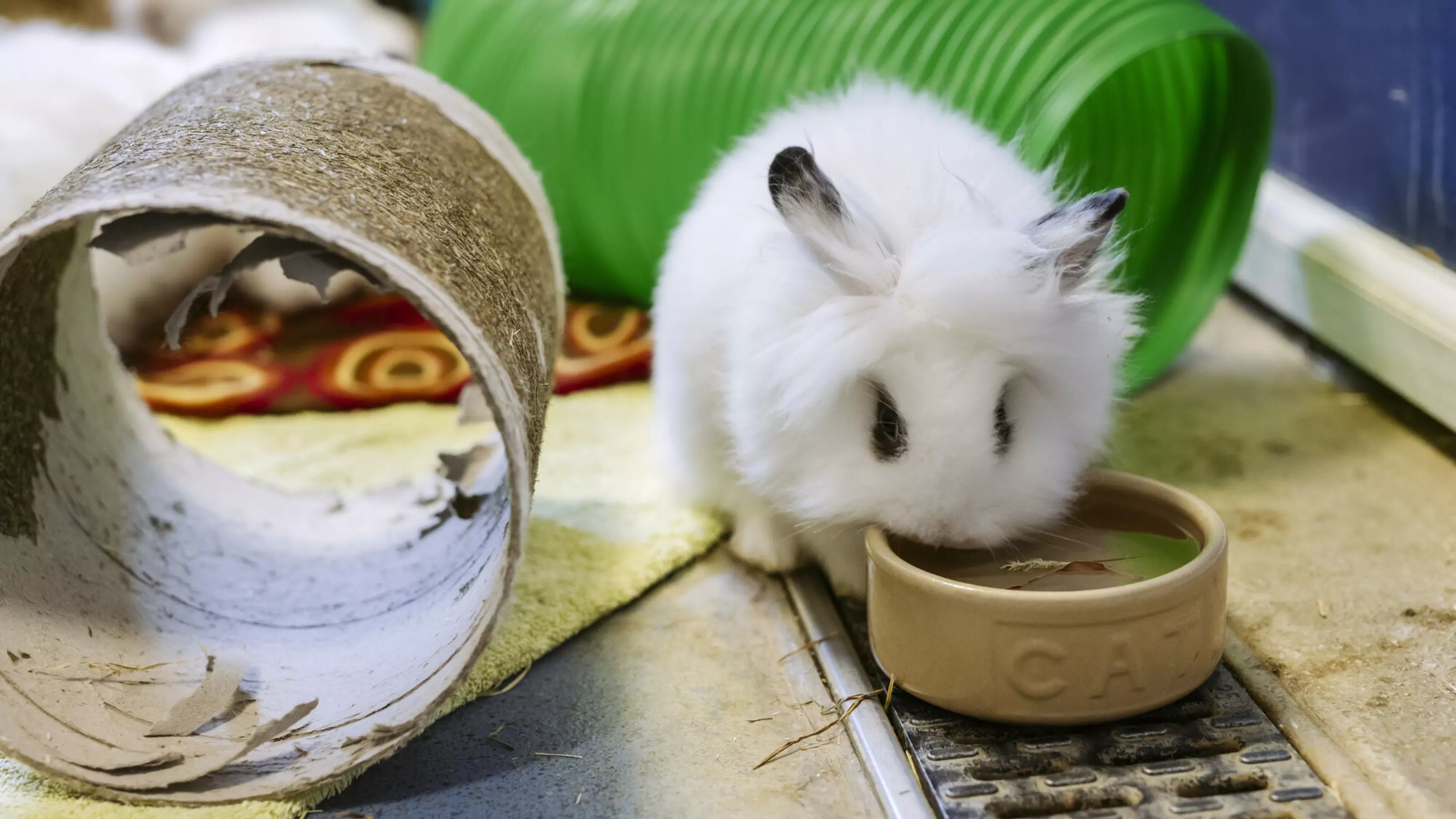 A fluffy white angora cross rabbit with black eyes drinks from a bowl of water